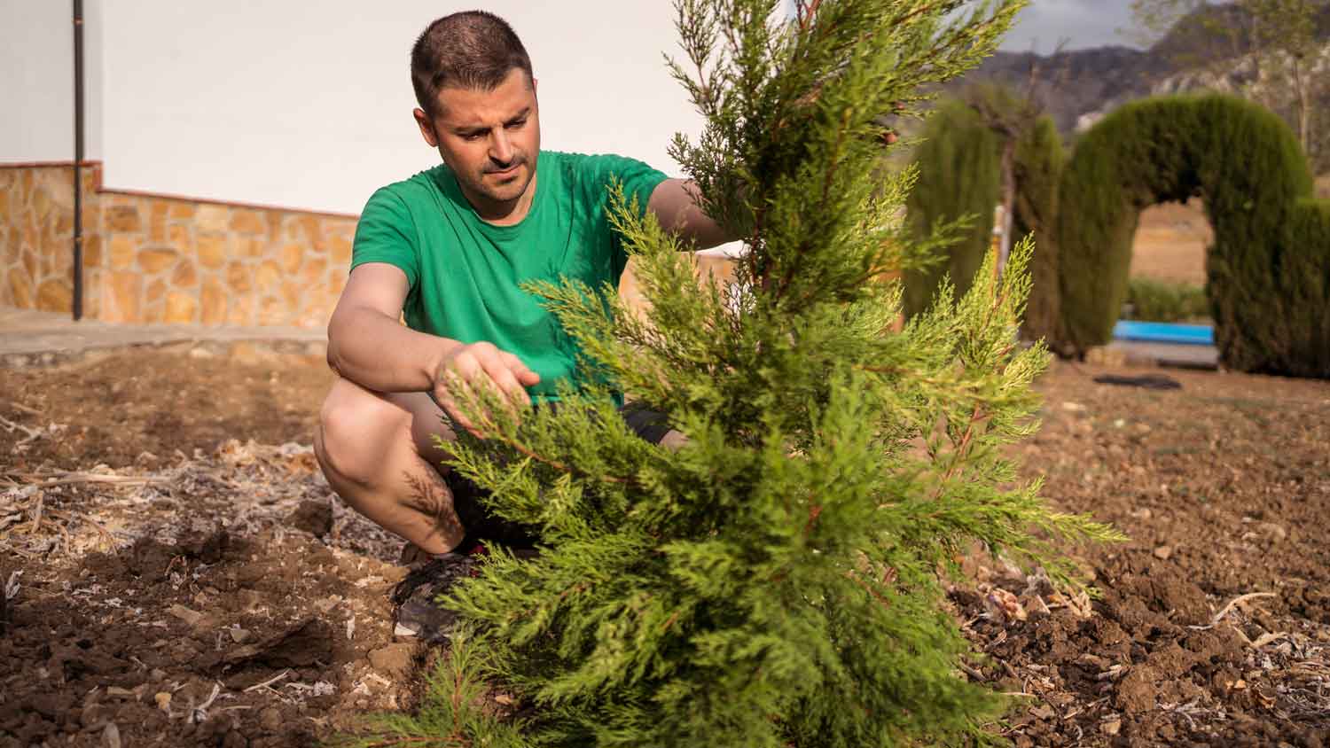 How Much Does It Cost to Plant a Tree? [2026 Data] | Angi