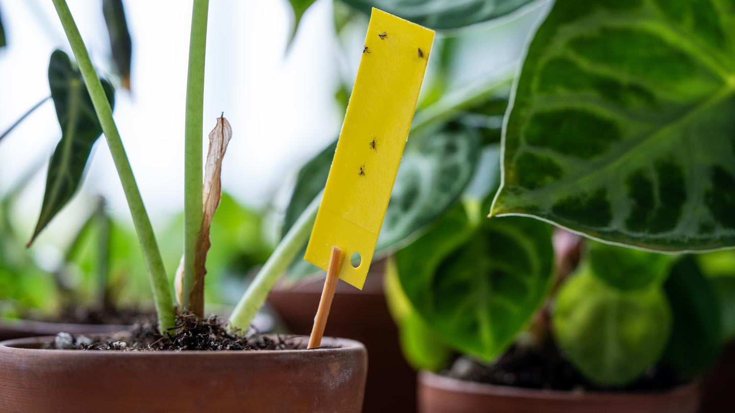 How To Get Rid of Fungus Gnats in Your Plants | Angi