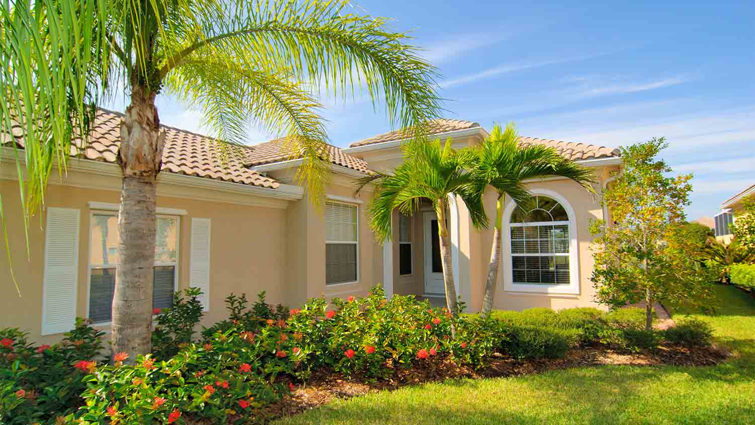 How To Care For Palm Trees: Planting, Growing, and Caring | Angi