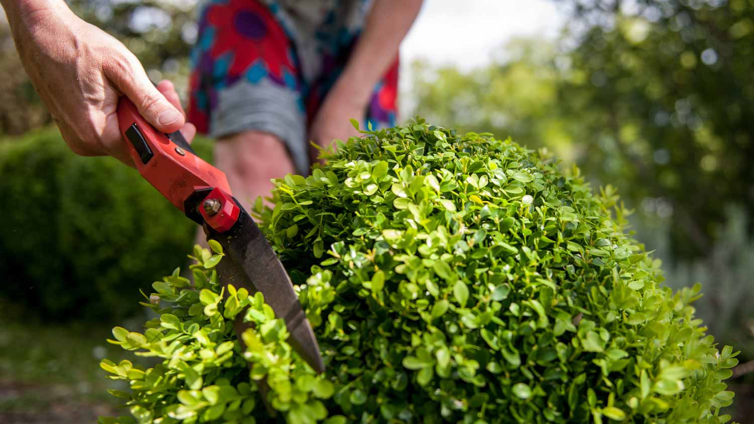 Woman cutting bush