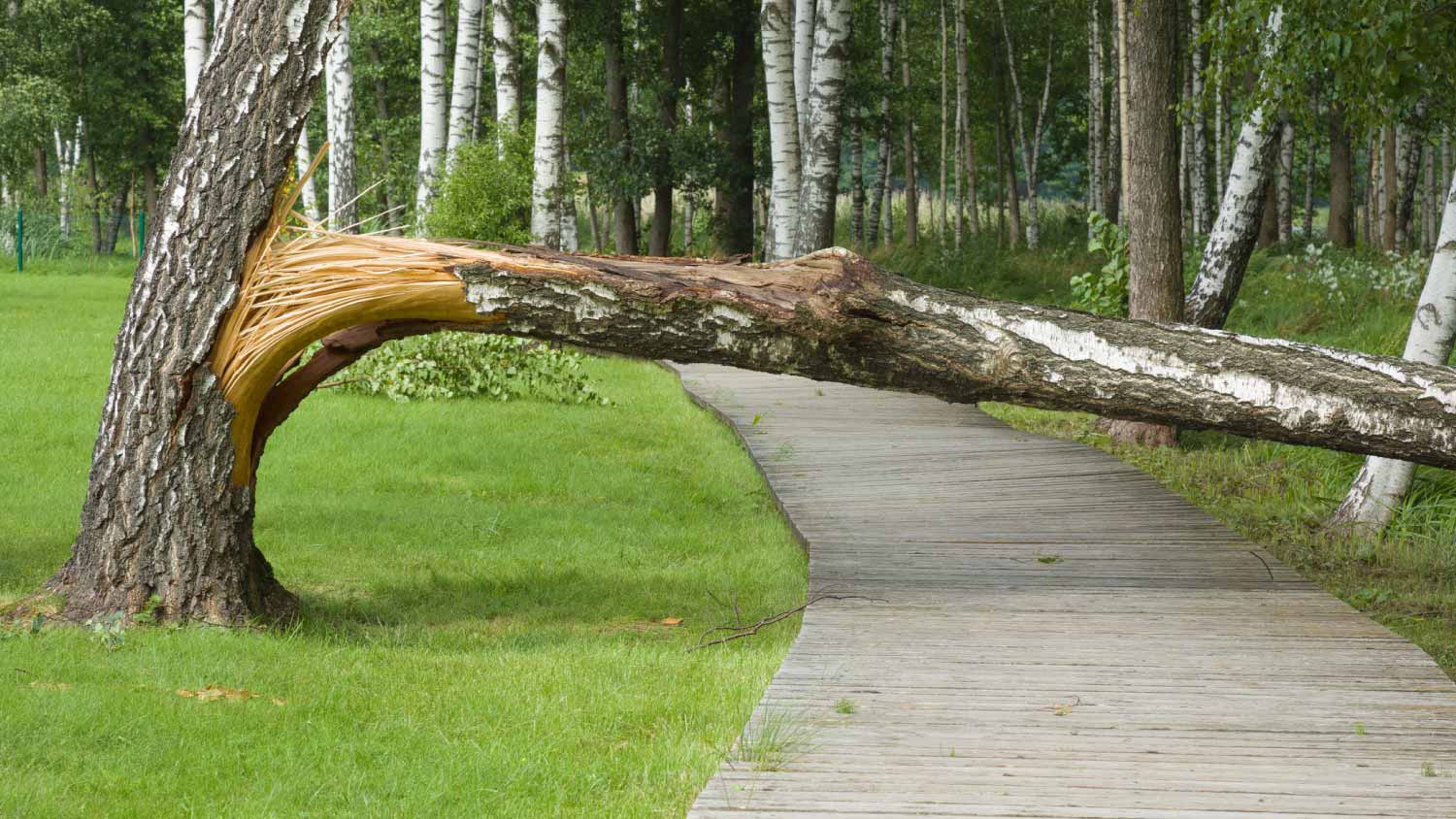 Broken tree on the road