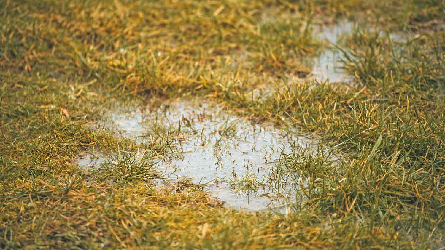 rain drainage problems in backyard