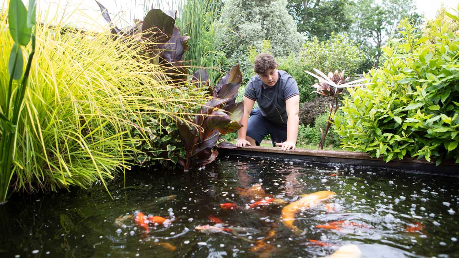 A man observing the fish in the pond