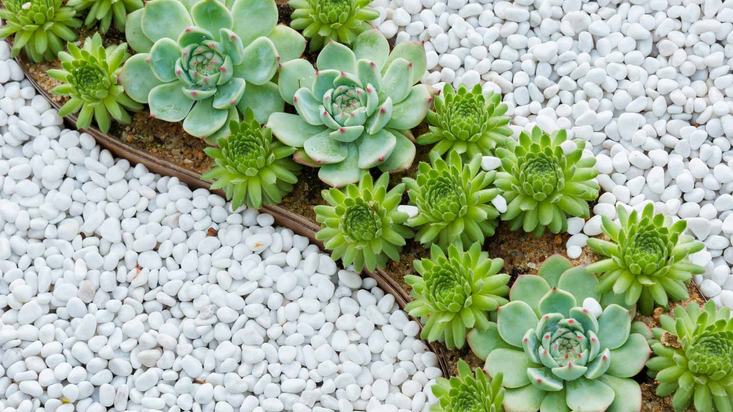 Succulent plant in garden