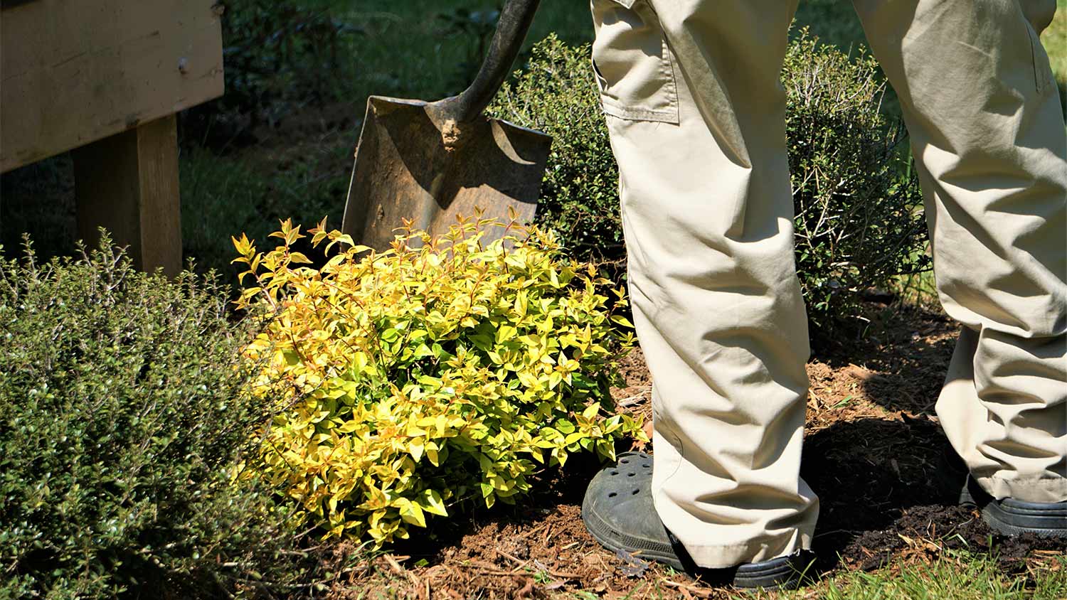 Man removing a bush from the yard.
