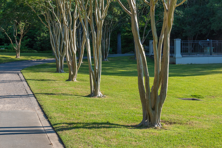 How Much Does It Cost to Plant a Tree? [2026 Data] | Angi