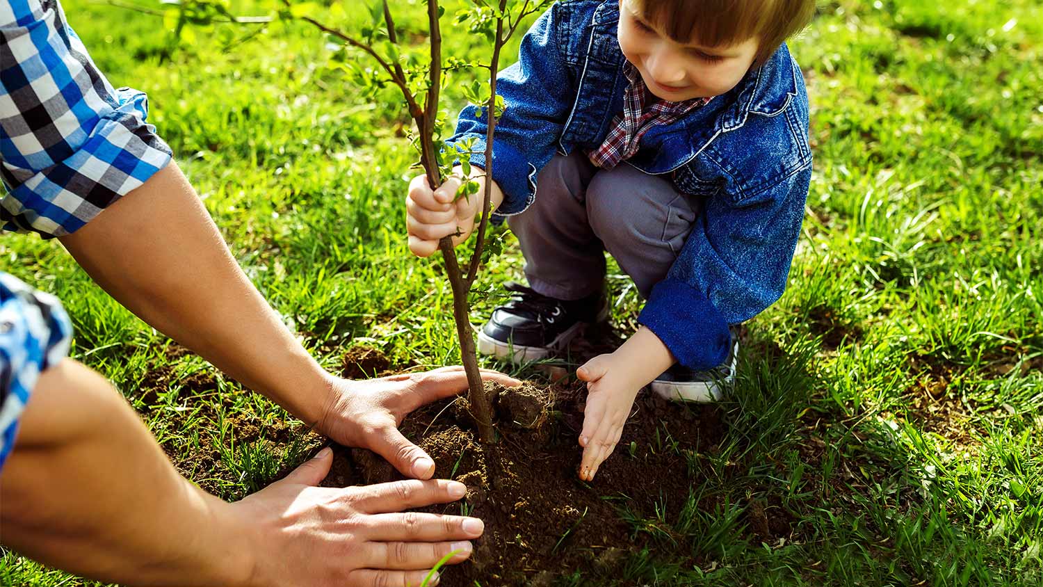 How to Plant a Tree in the Perfect Spot | Angi