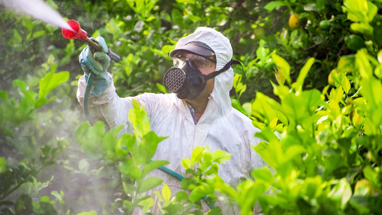 A professional spraying pesticide for mosquito treatment