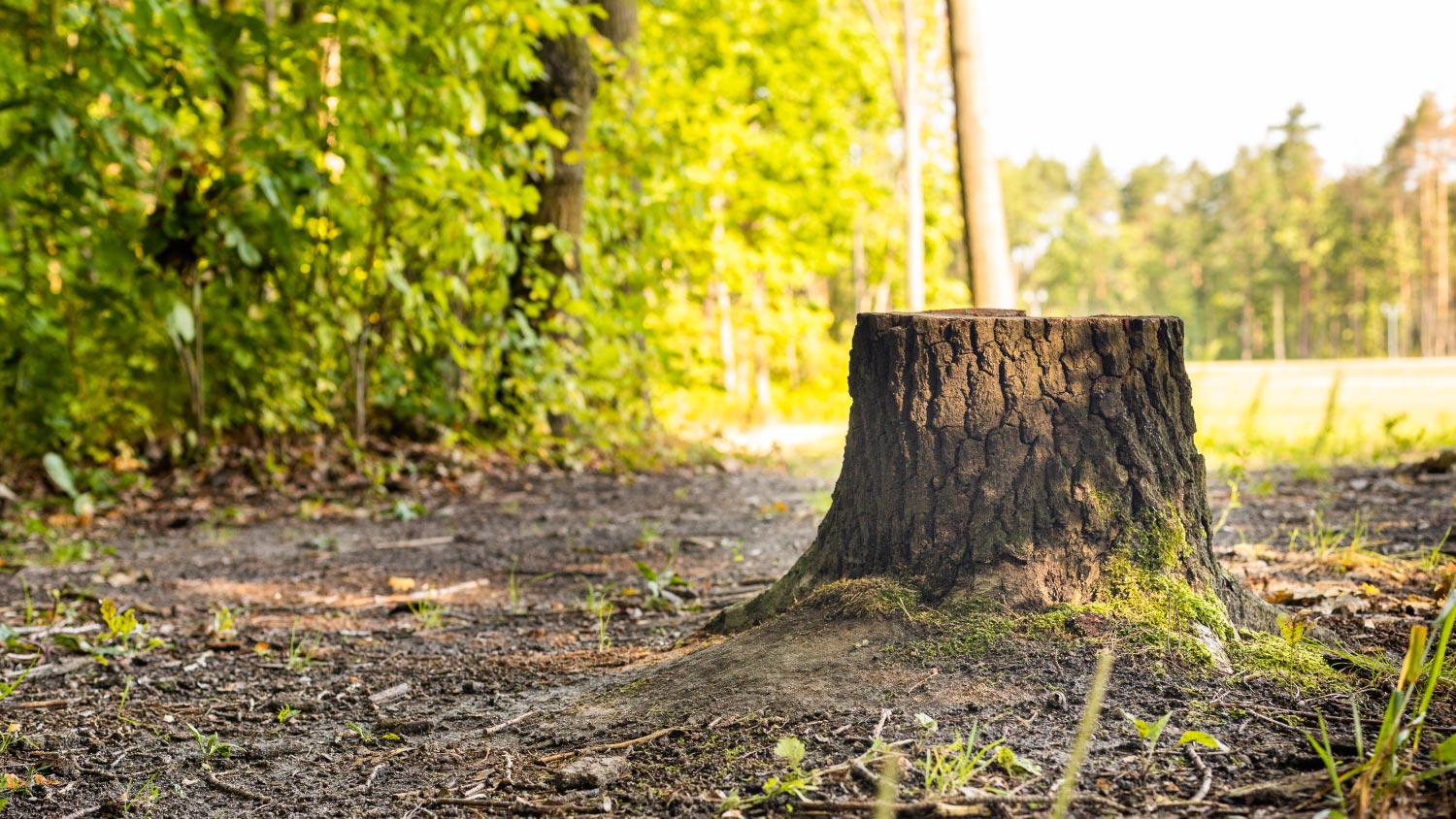 How To Use A Stump Grinder | Angi