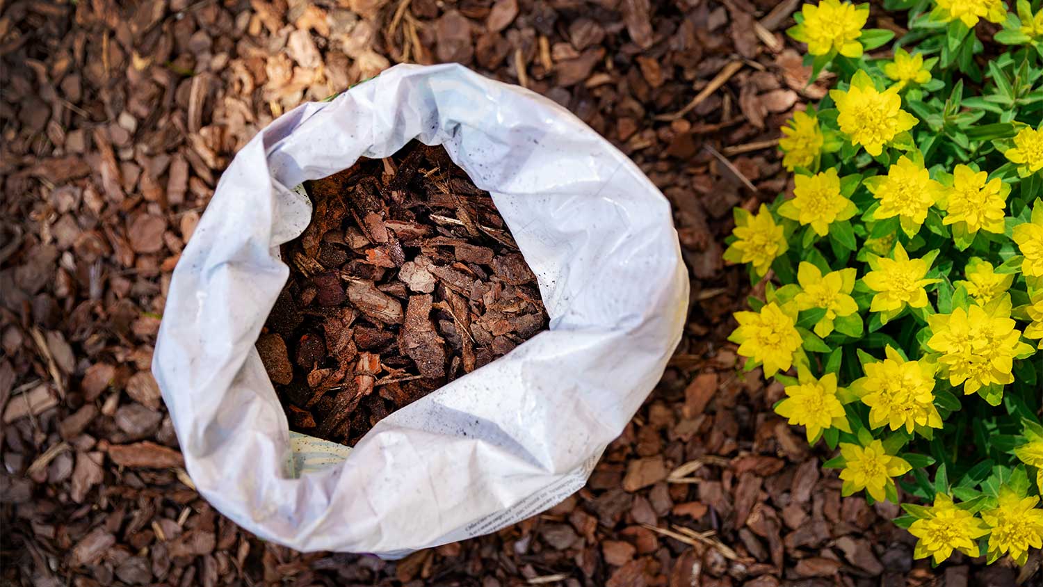Wood mulch in garden