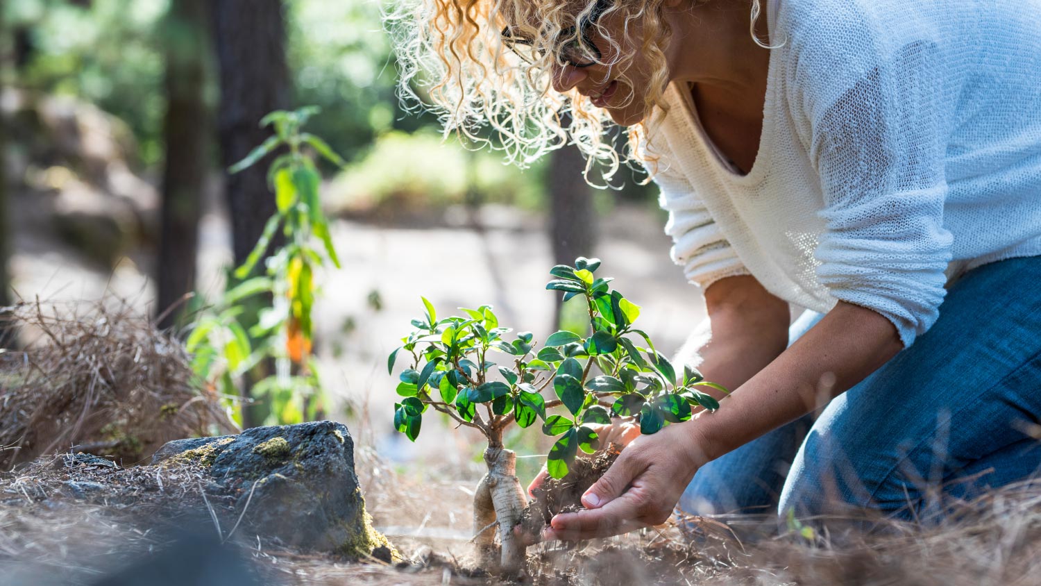 How to Plant a Tree in the Perfect Spot | Angi