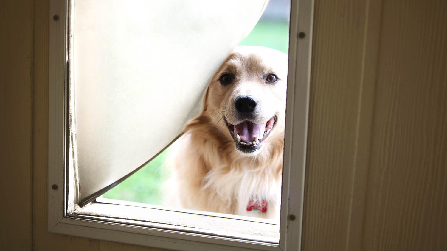 Dog looking through dog door