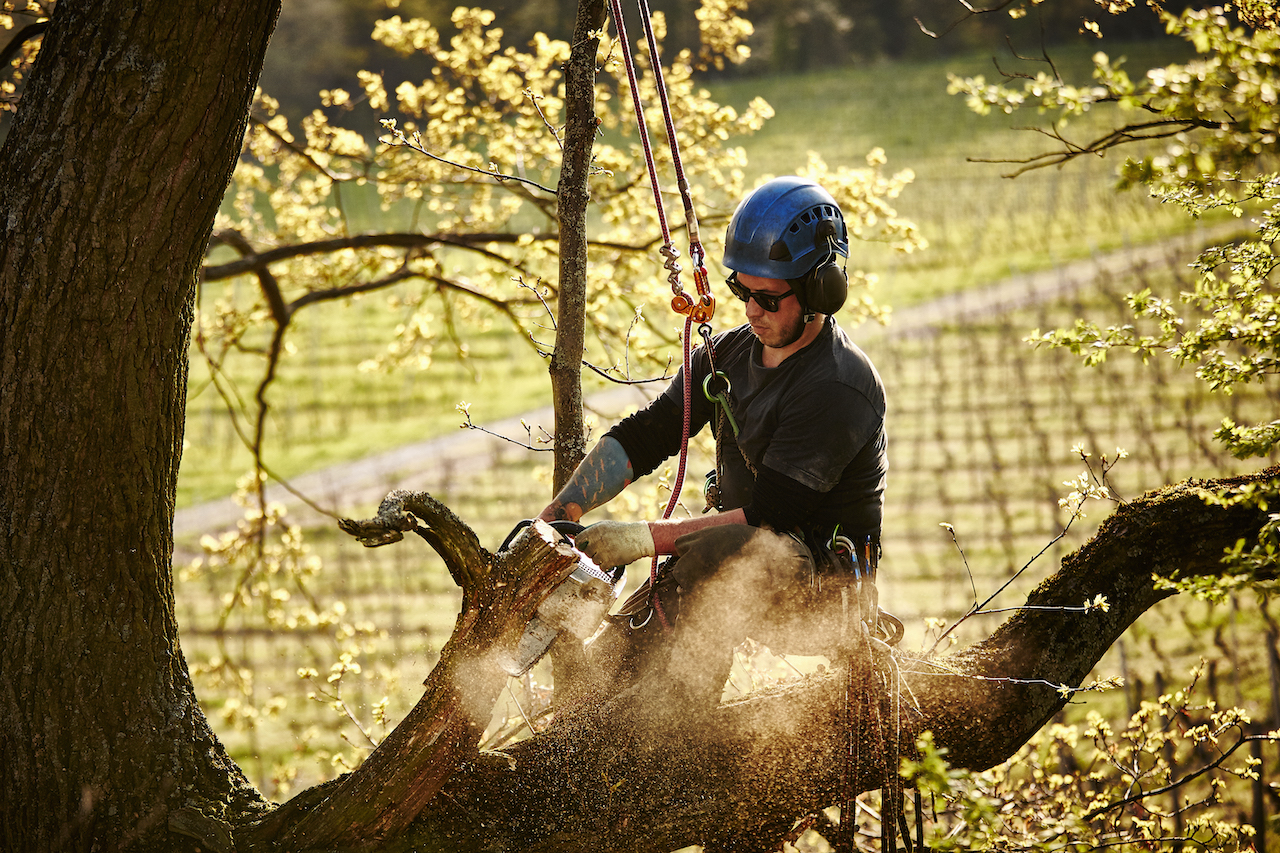 worker cutting tree