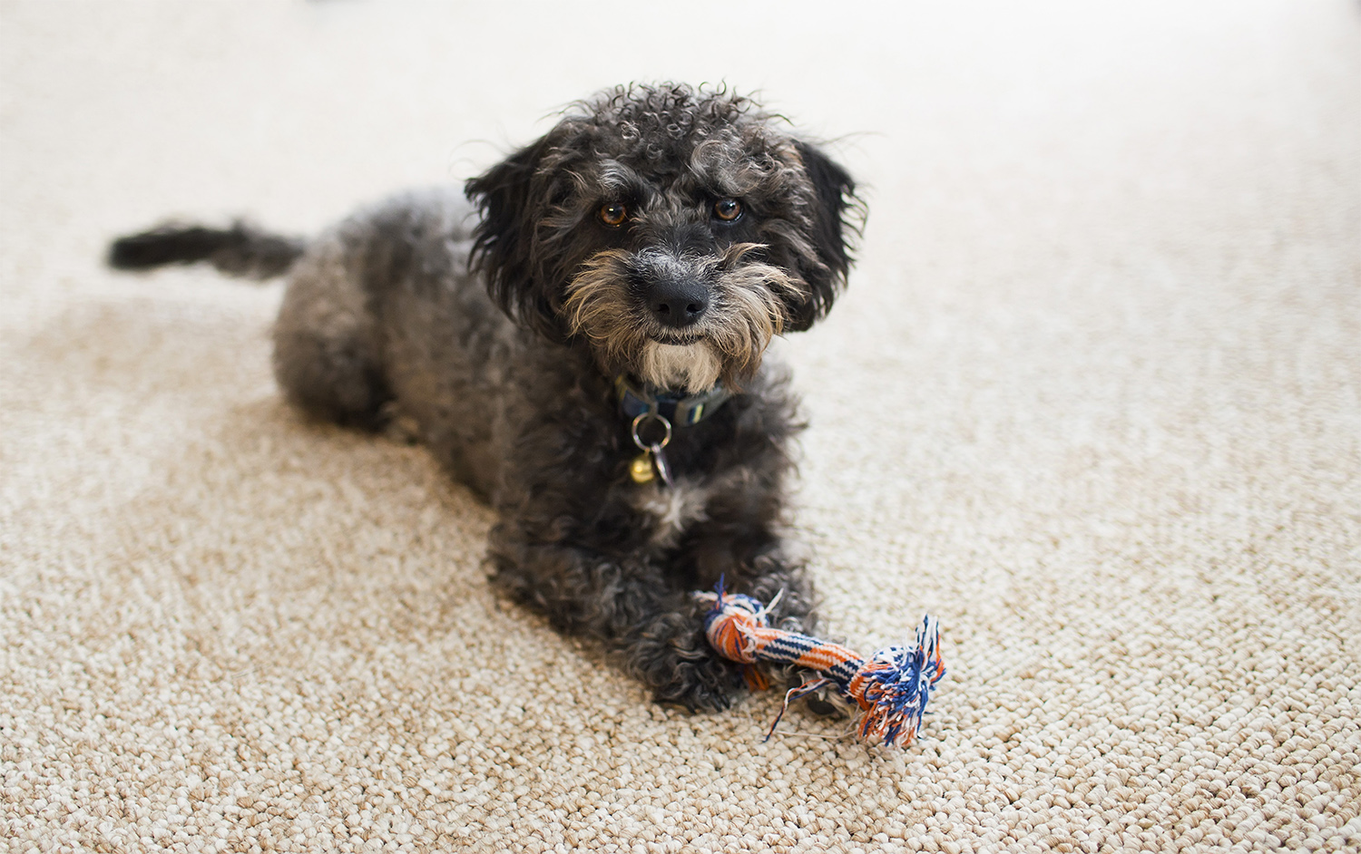 Dog holding toy laying on berber carpet