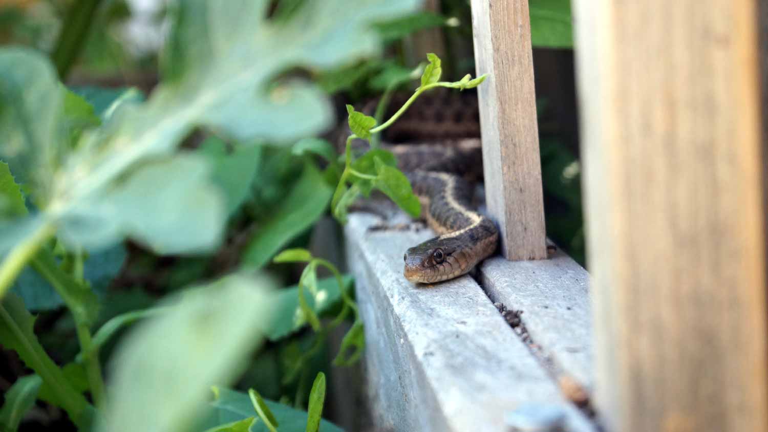Snake hiding in the garden