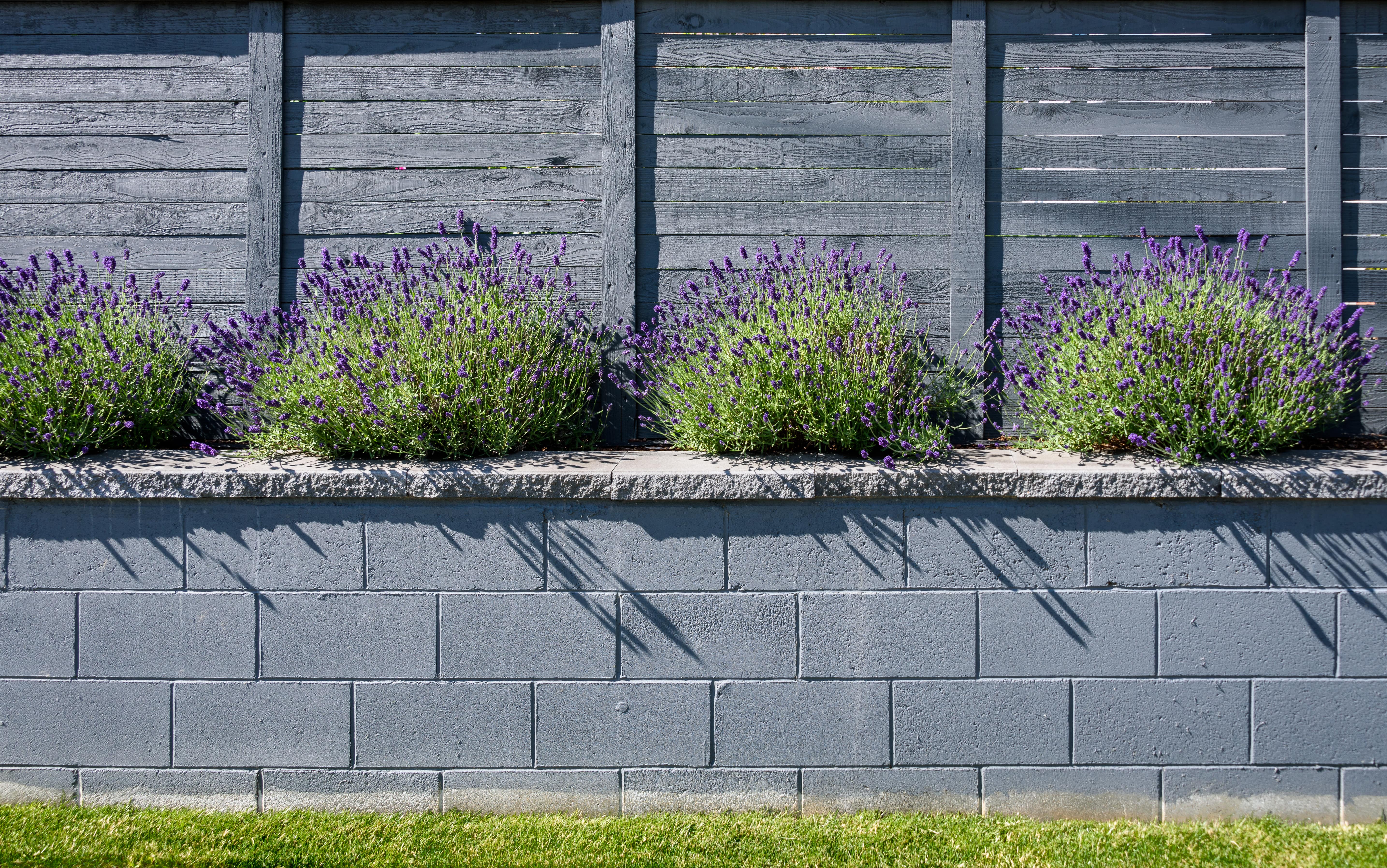 A concrete retaining wall in front of lavender plants