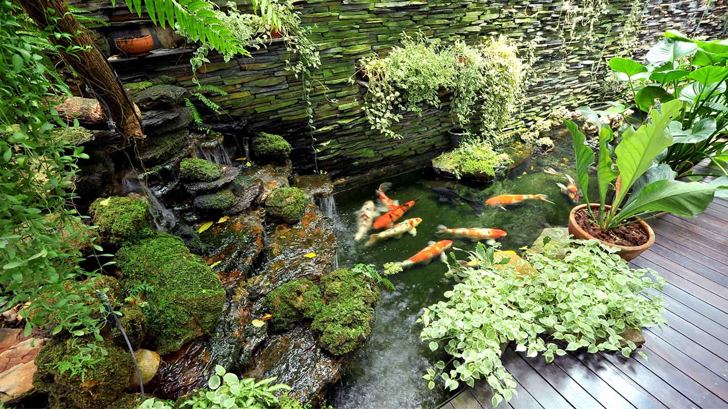 Koi pond