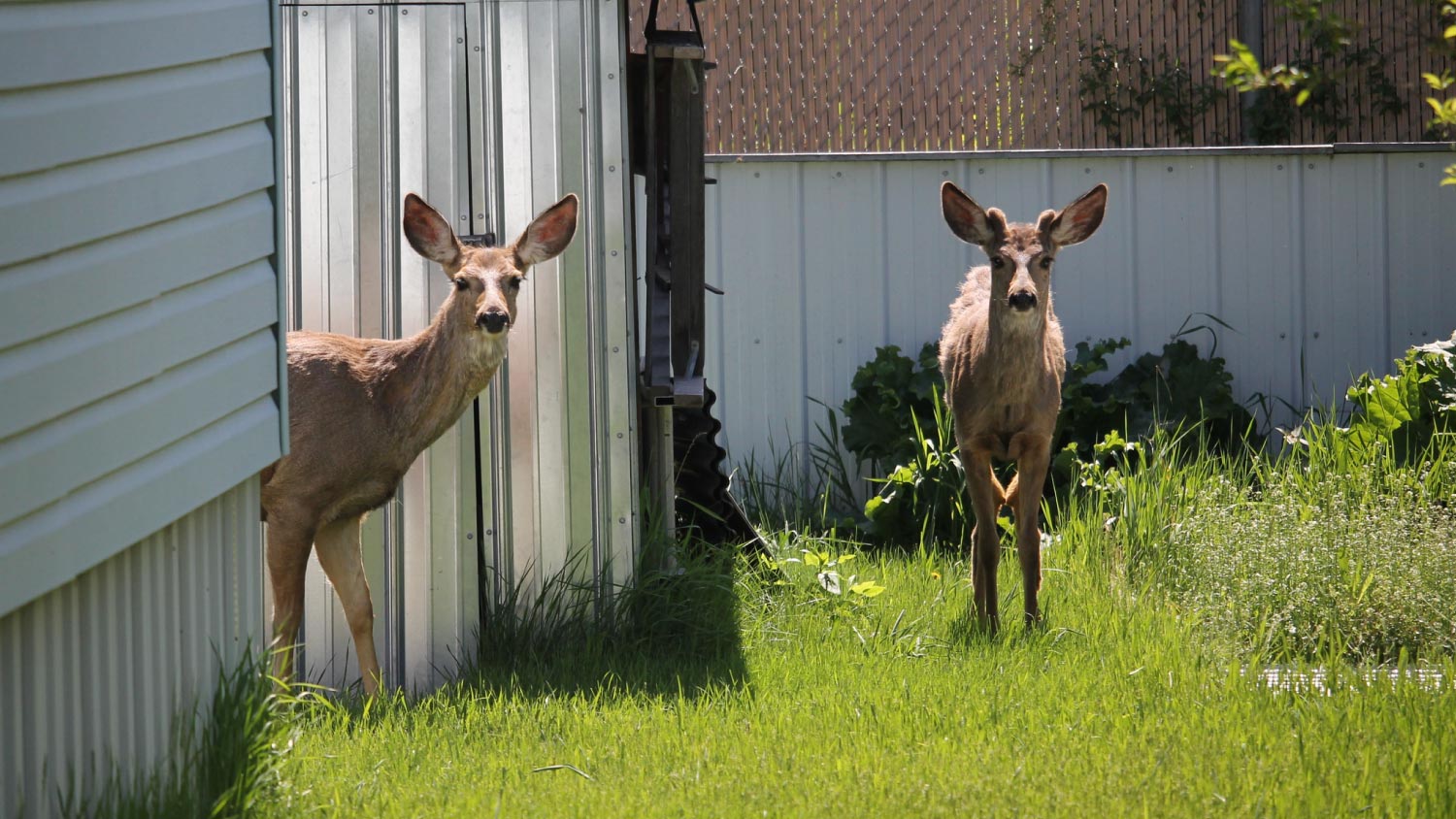 Two deers visiting the back garden