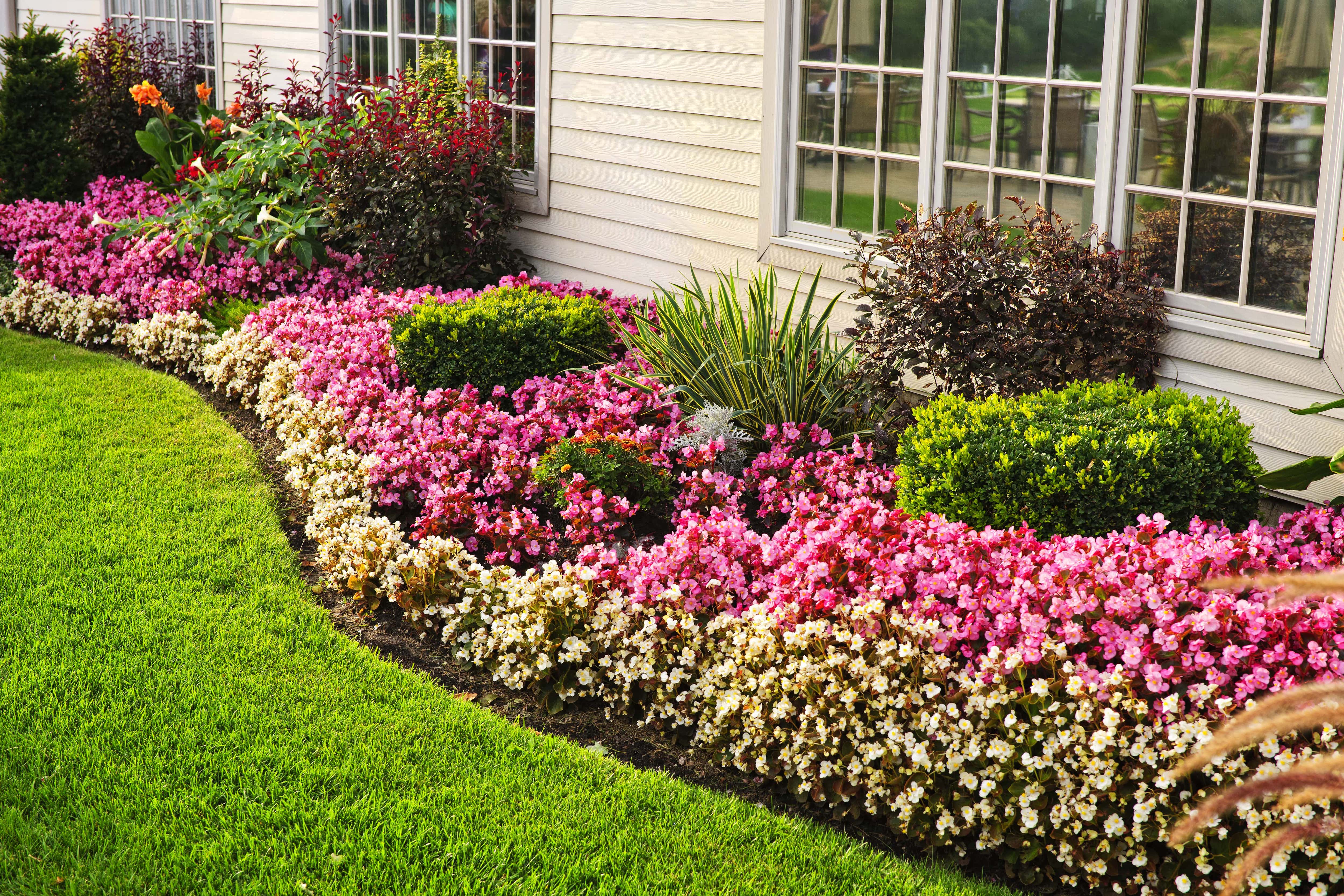 A colorful backyard flower garden with shrubbery