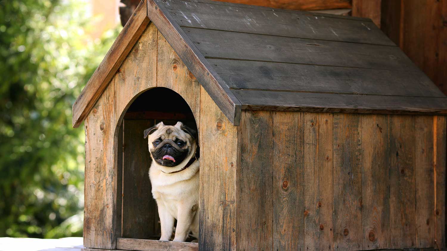 Dog in a wooden dog house