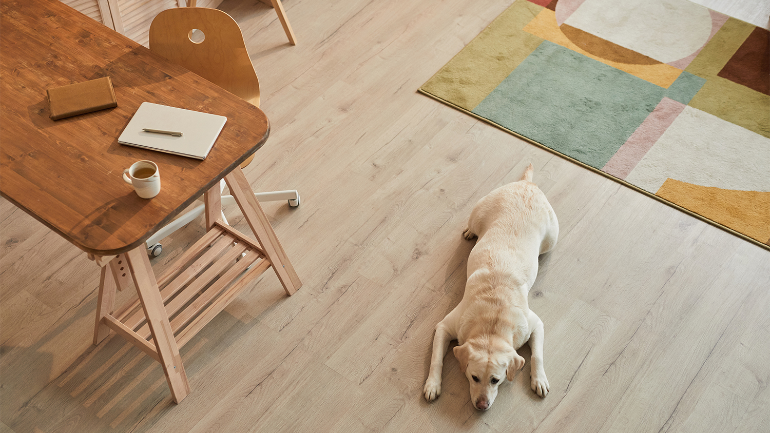 dog laying down on hardwood floor