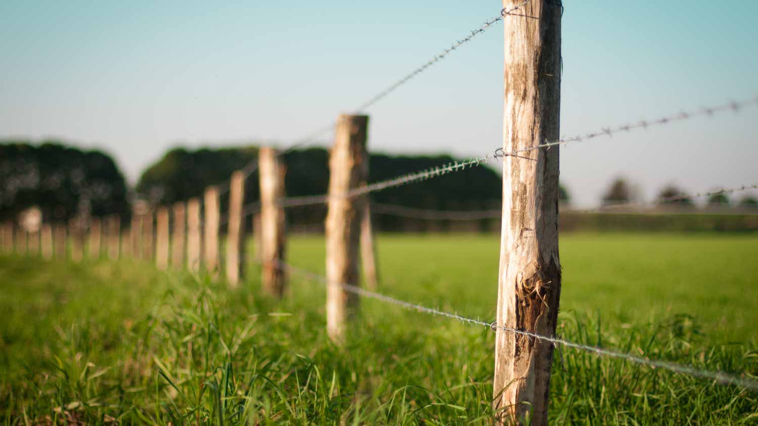 Barbed wired fence 