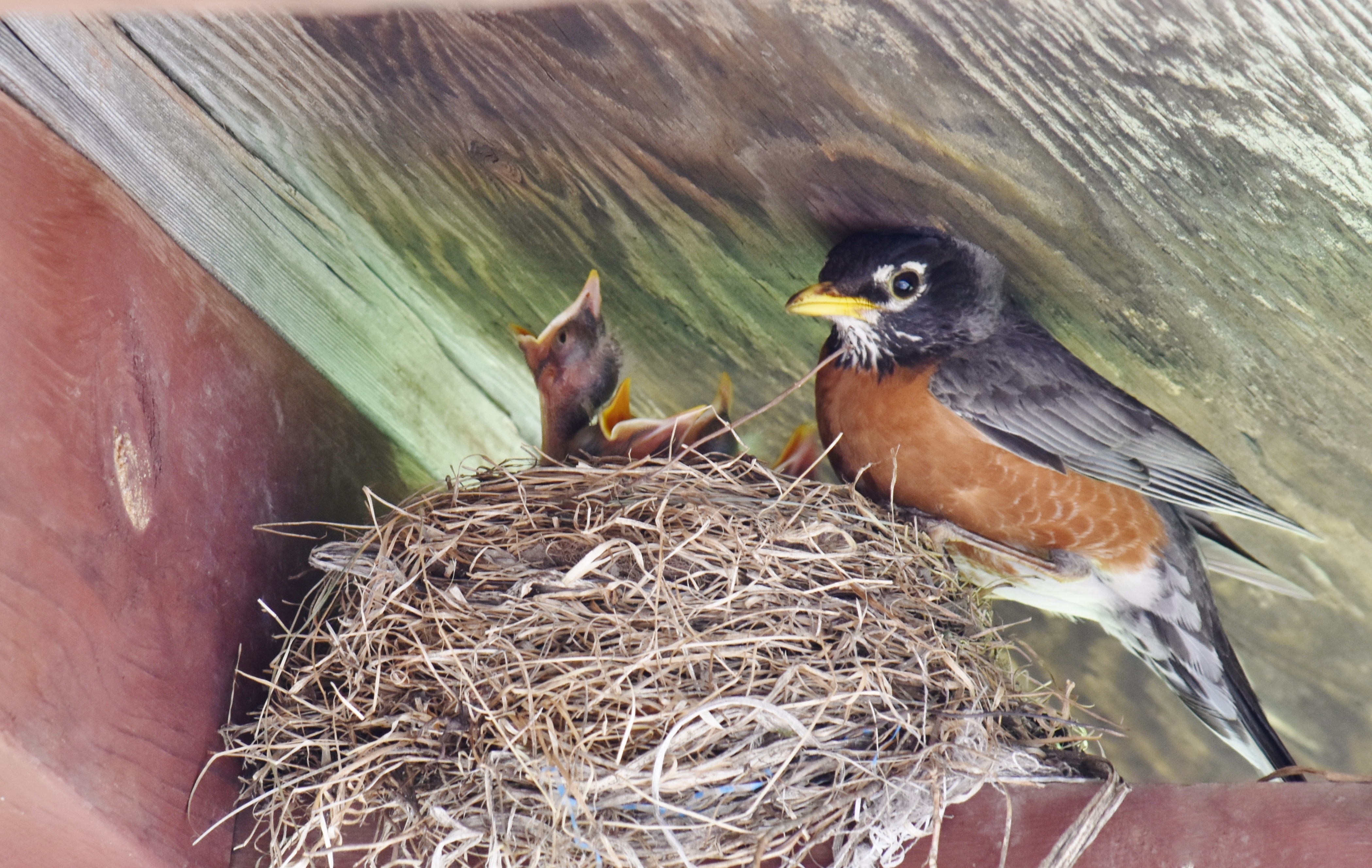 Top-rated bird control service pros.