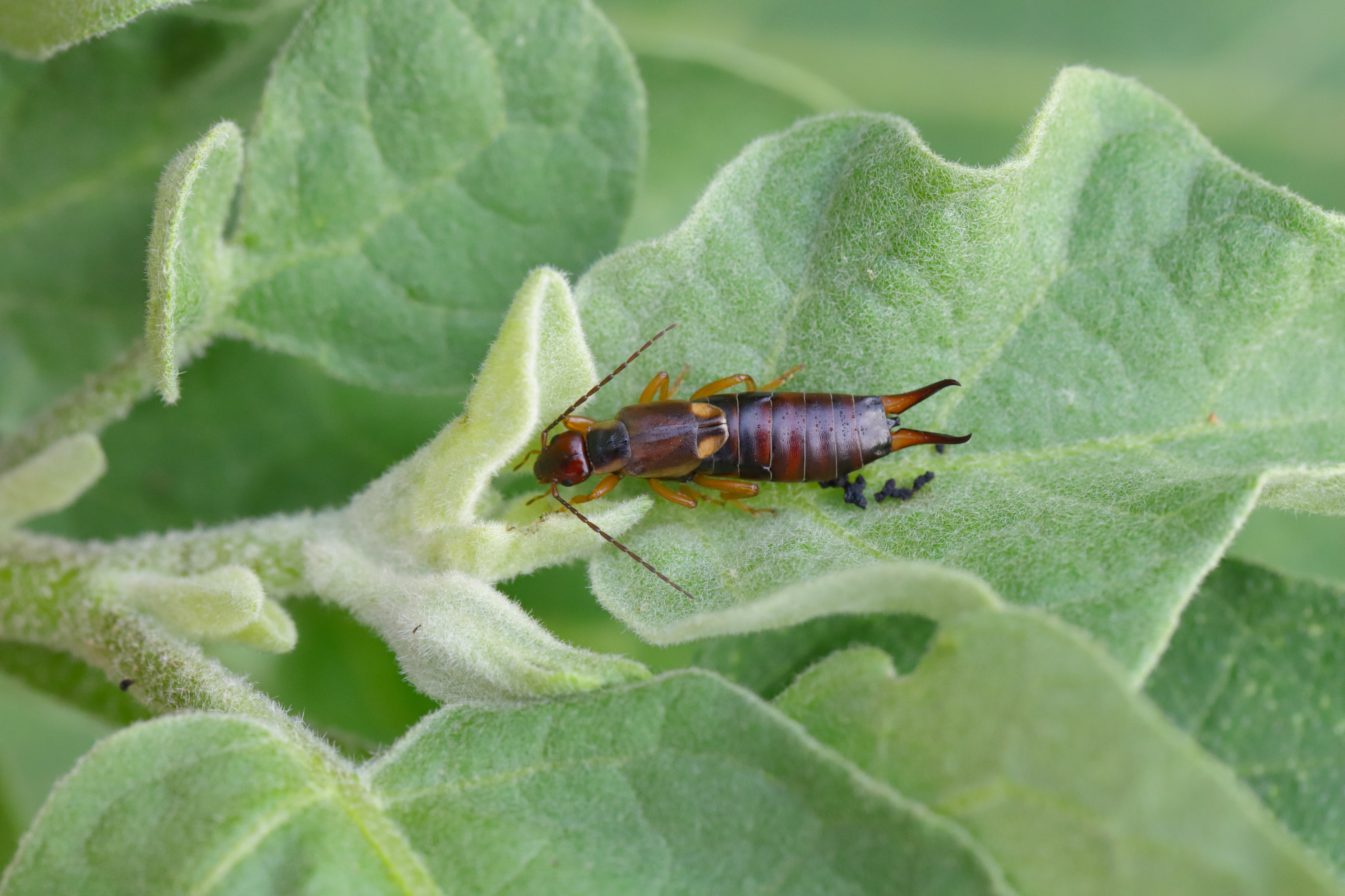 Earwig eating the leaves of a plant 