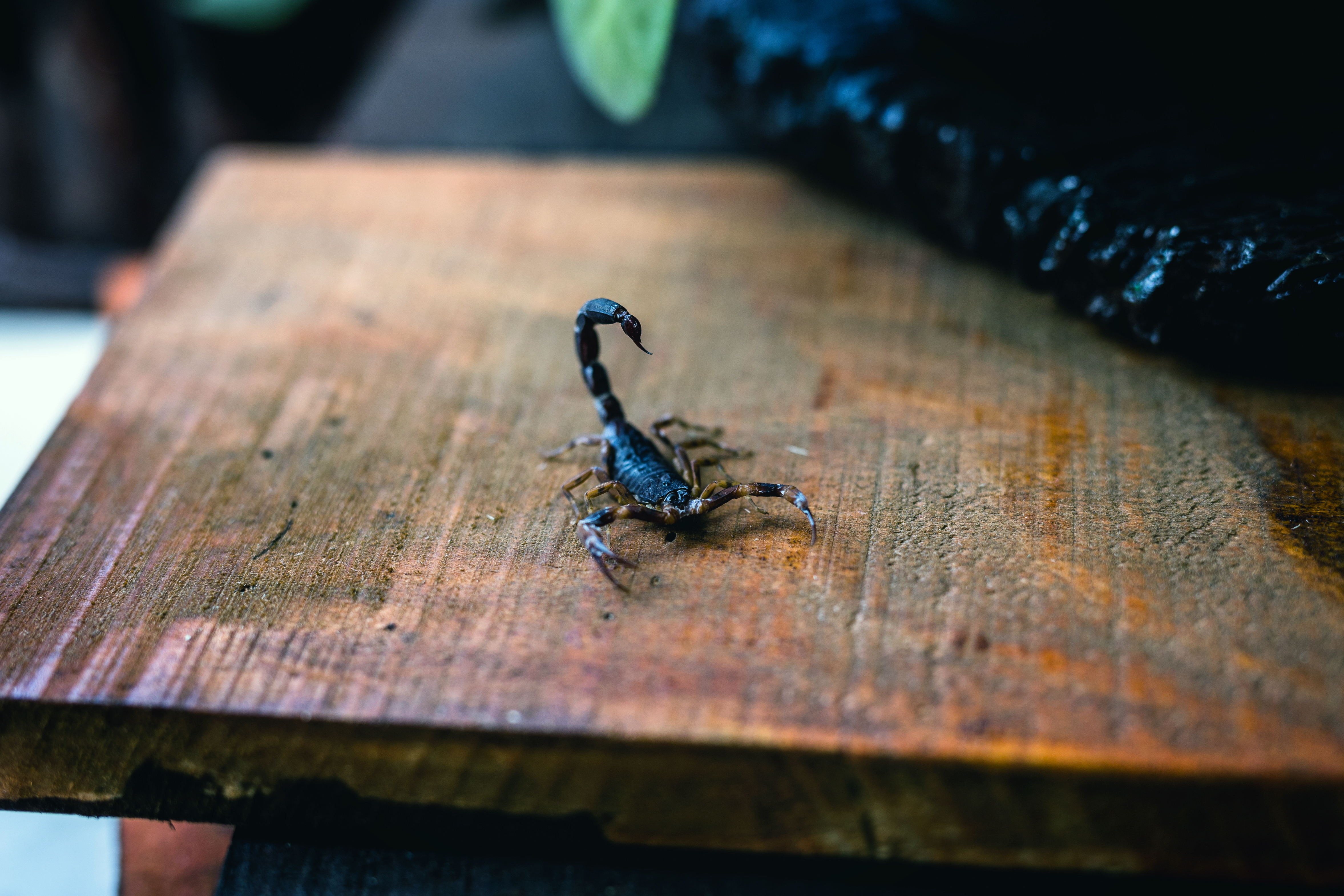 A scorpion on a wooden table next to a plant