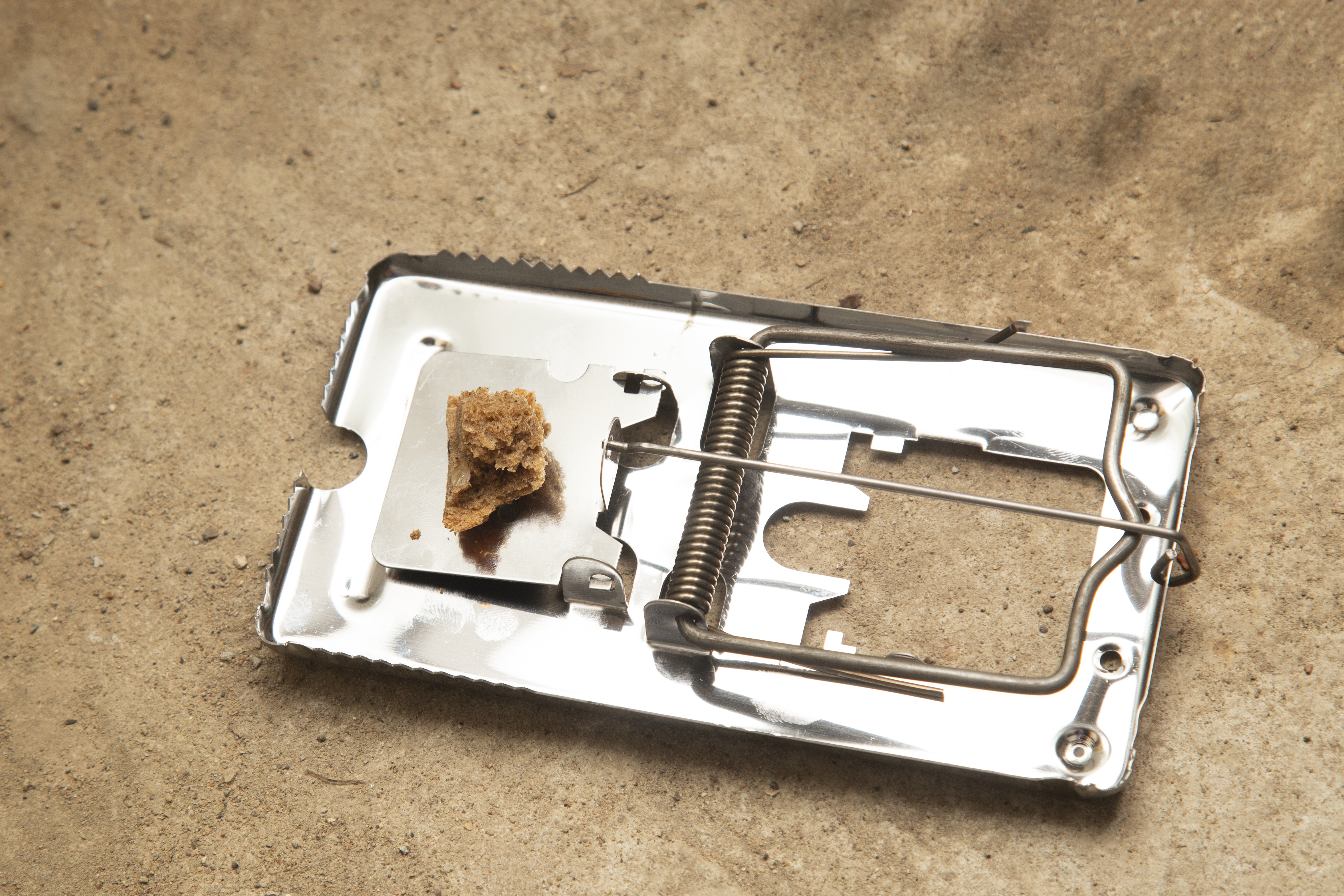 Bait placed in a metal rat trap 