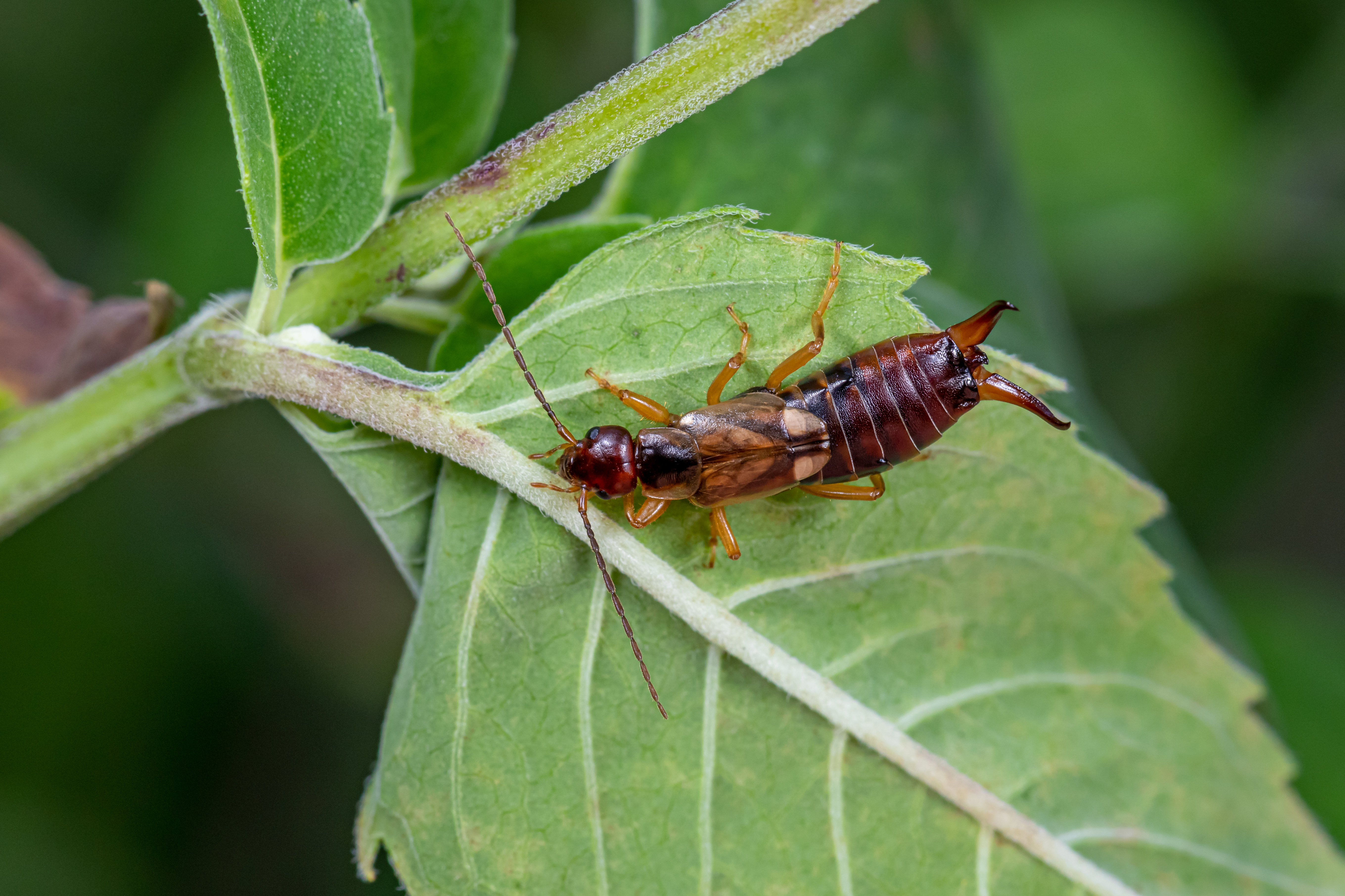 Close-up of an earwig on a leaf