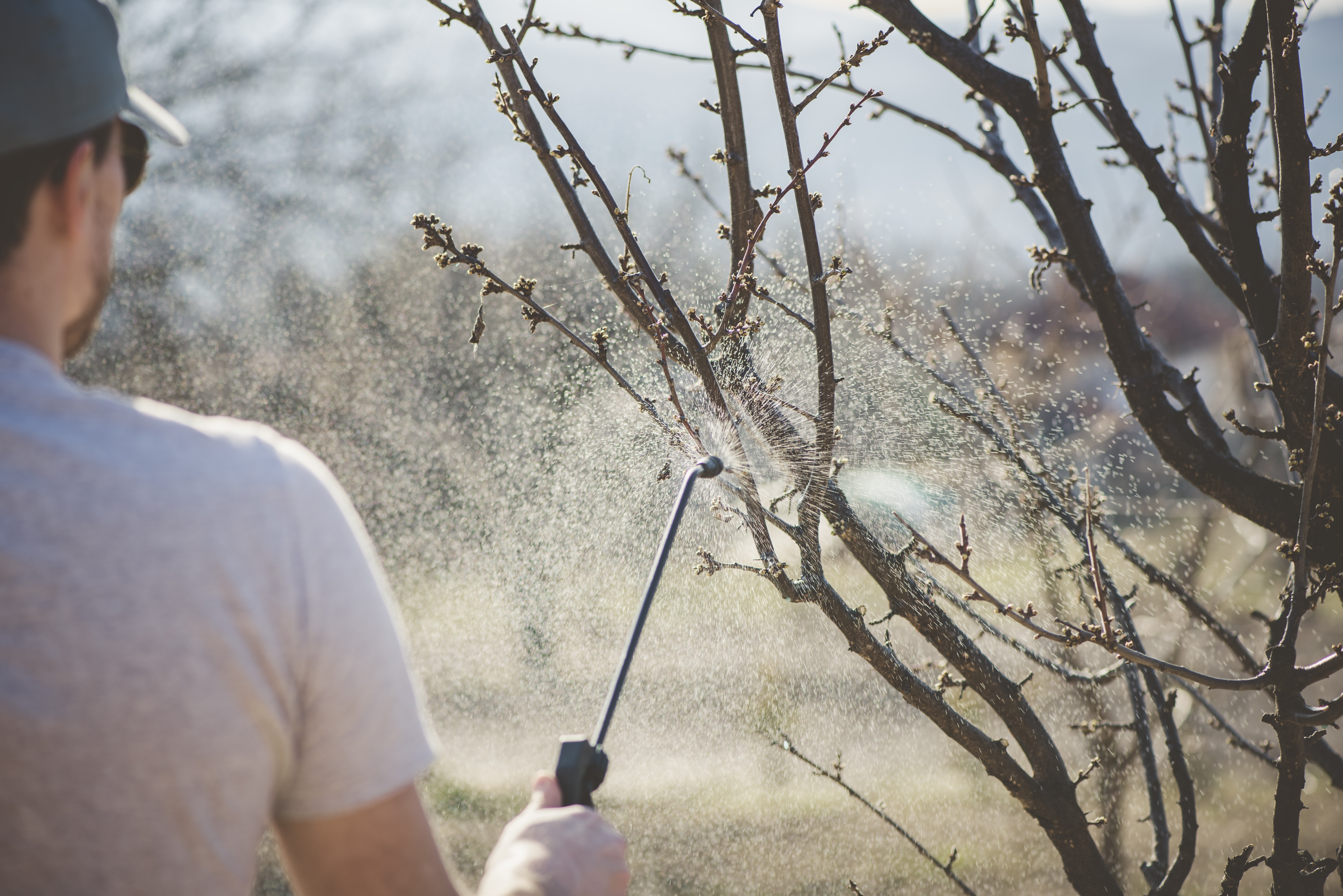A man protecting plants from earwigs