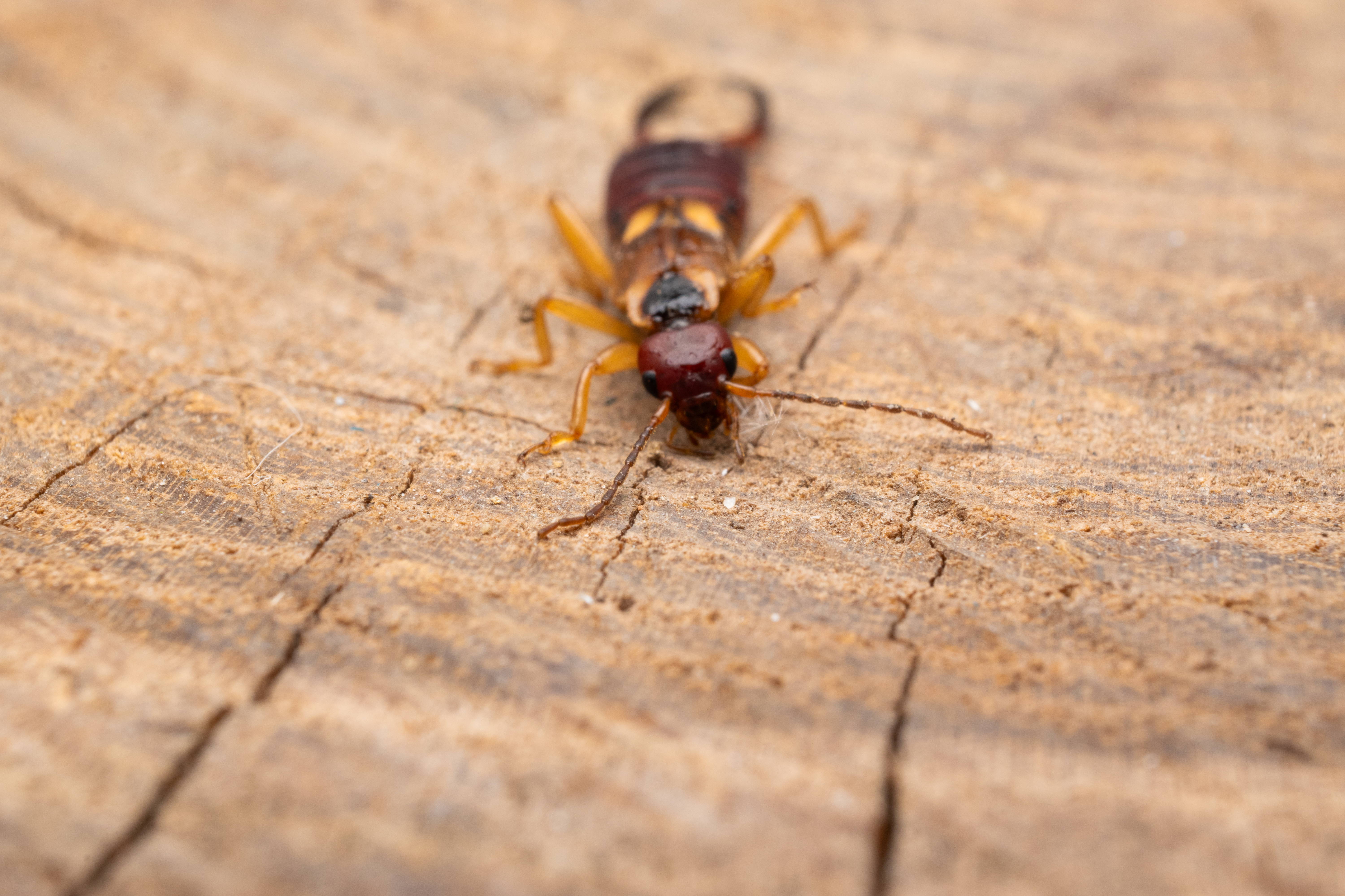 Close-up of an earwig on a wooden surface