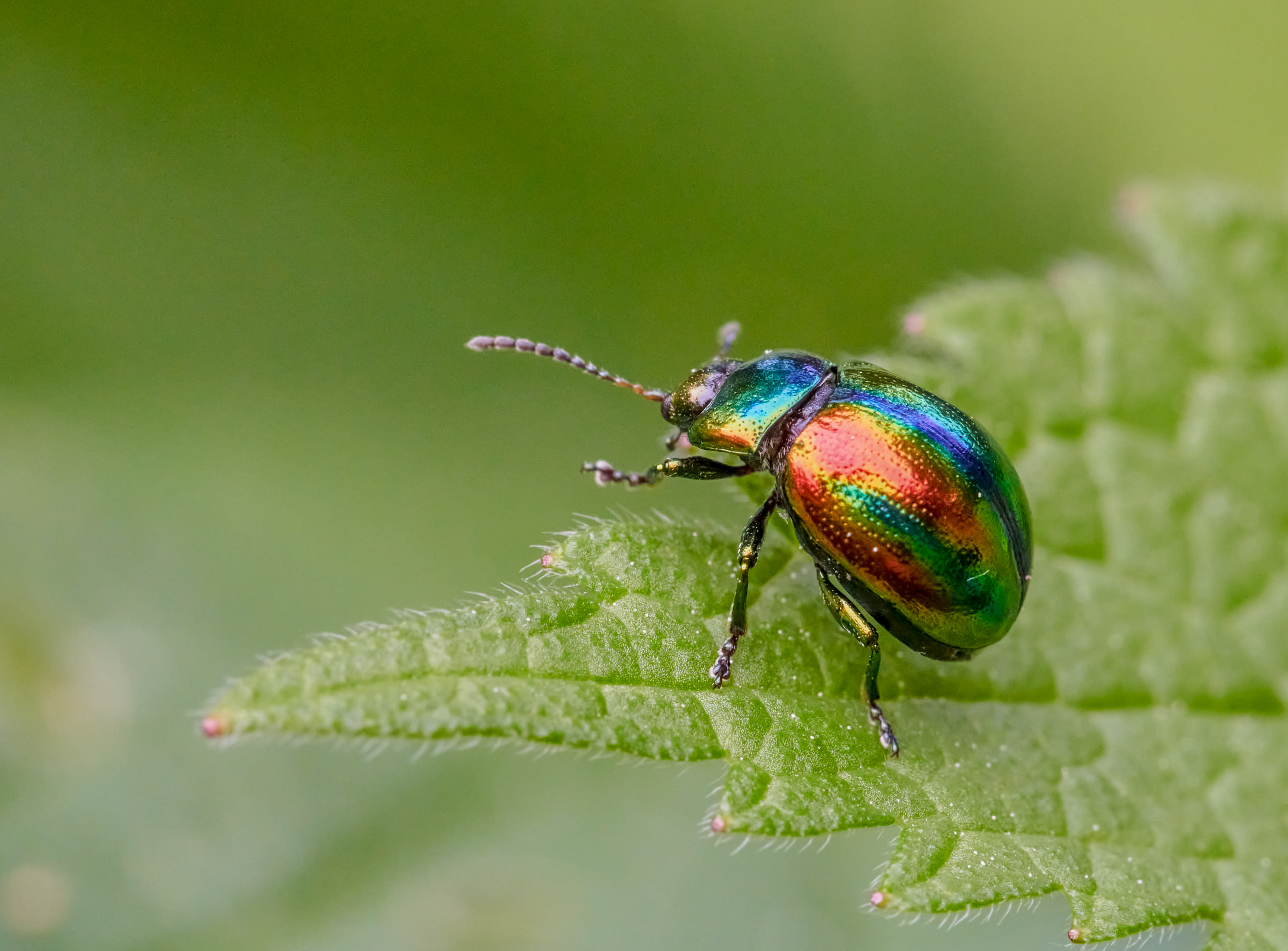 An iridescent beetle perched on a plant