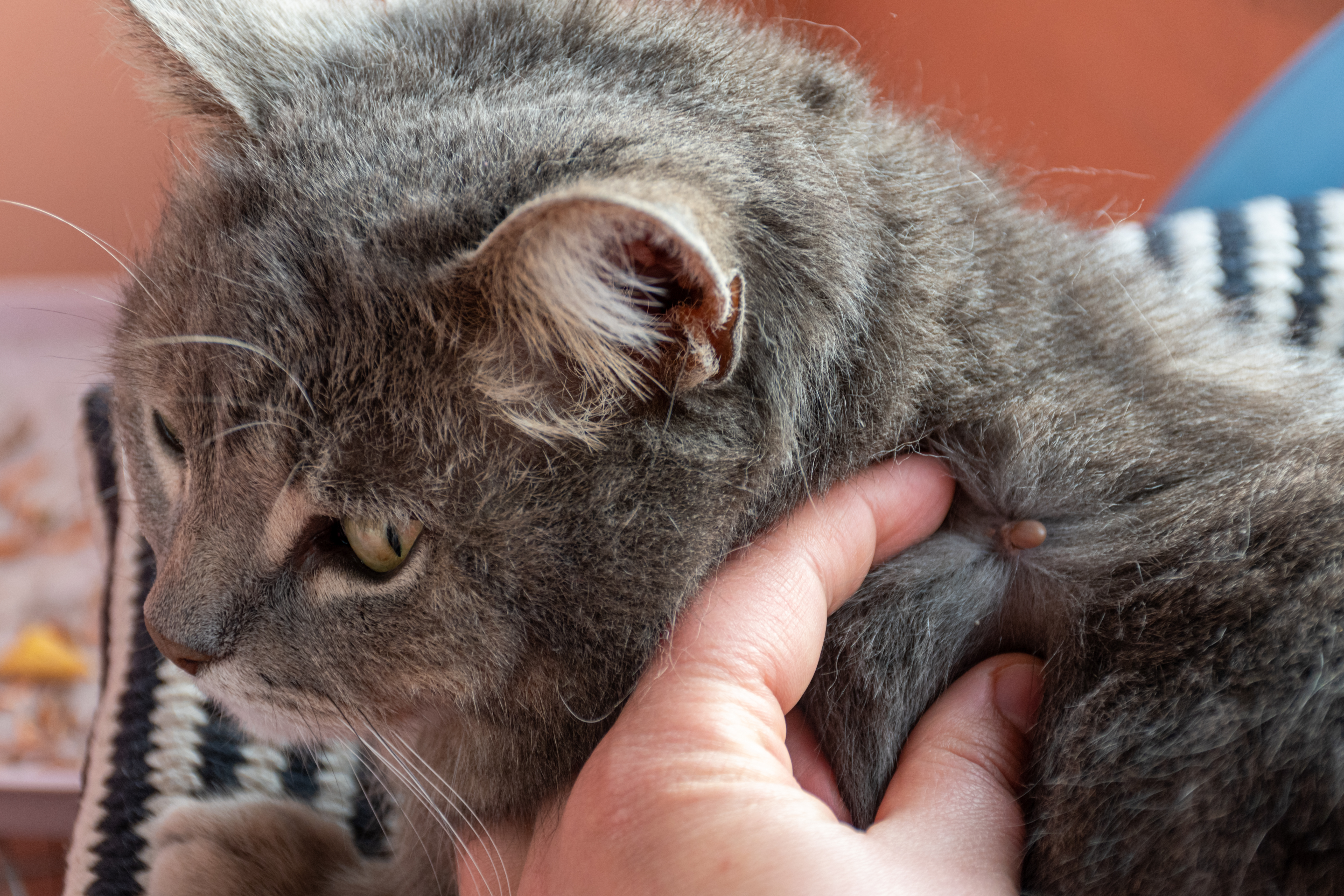 A tick attached to a cat is feeding on blood