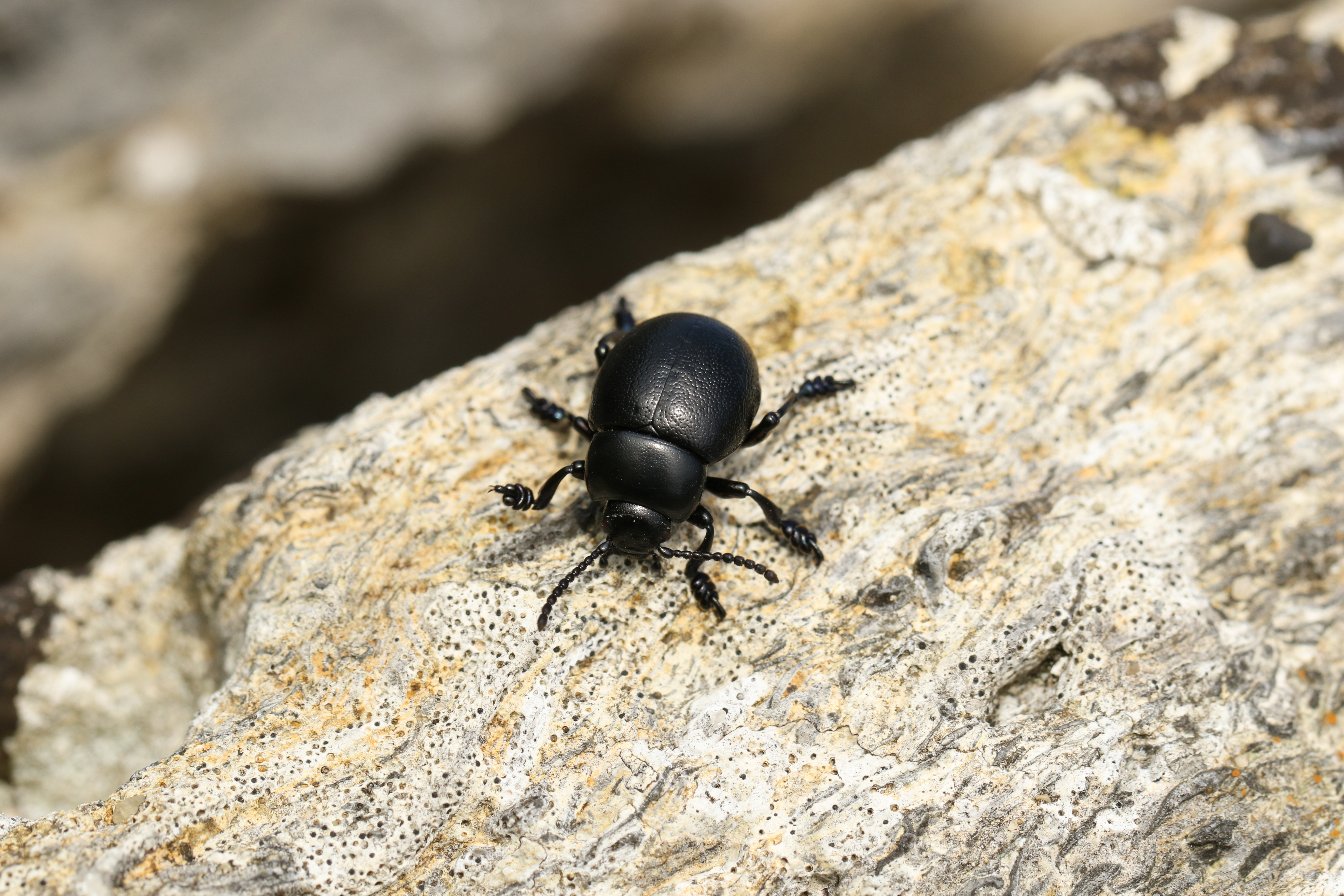 Small bloody-nosed beetle perched on a rock