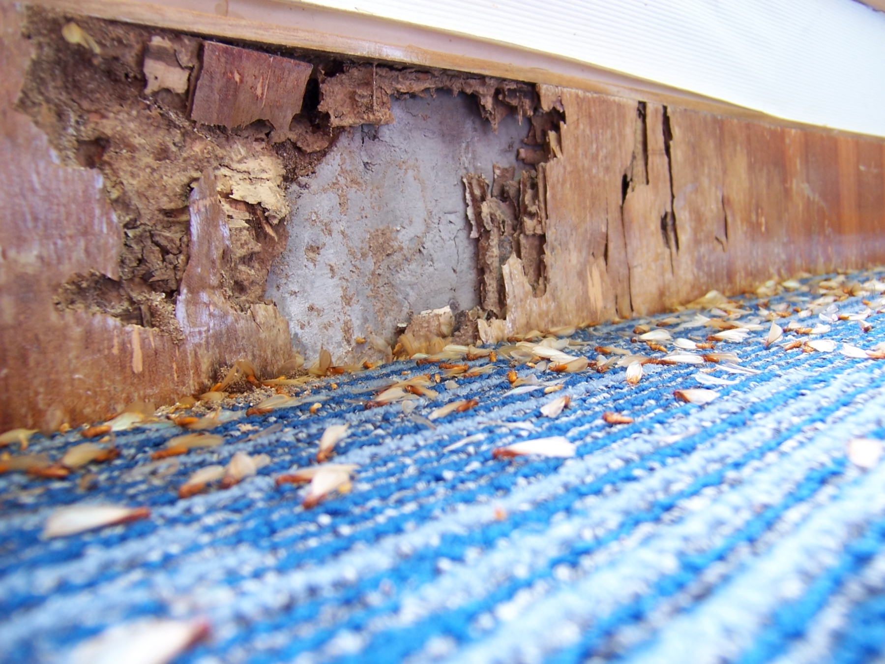 Baseboard damaged by a termite colony