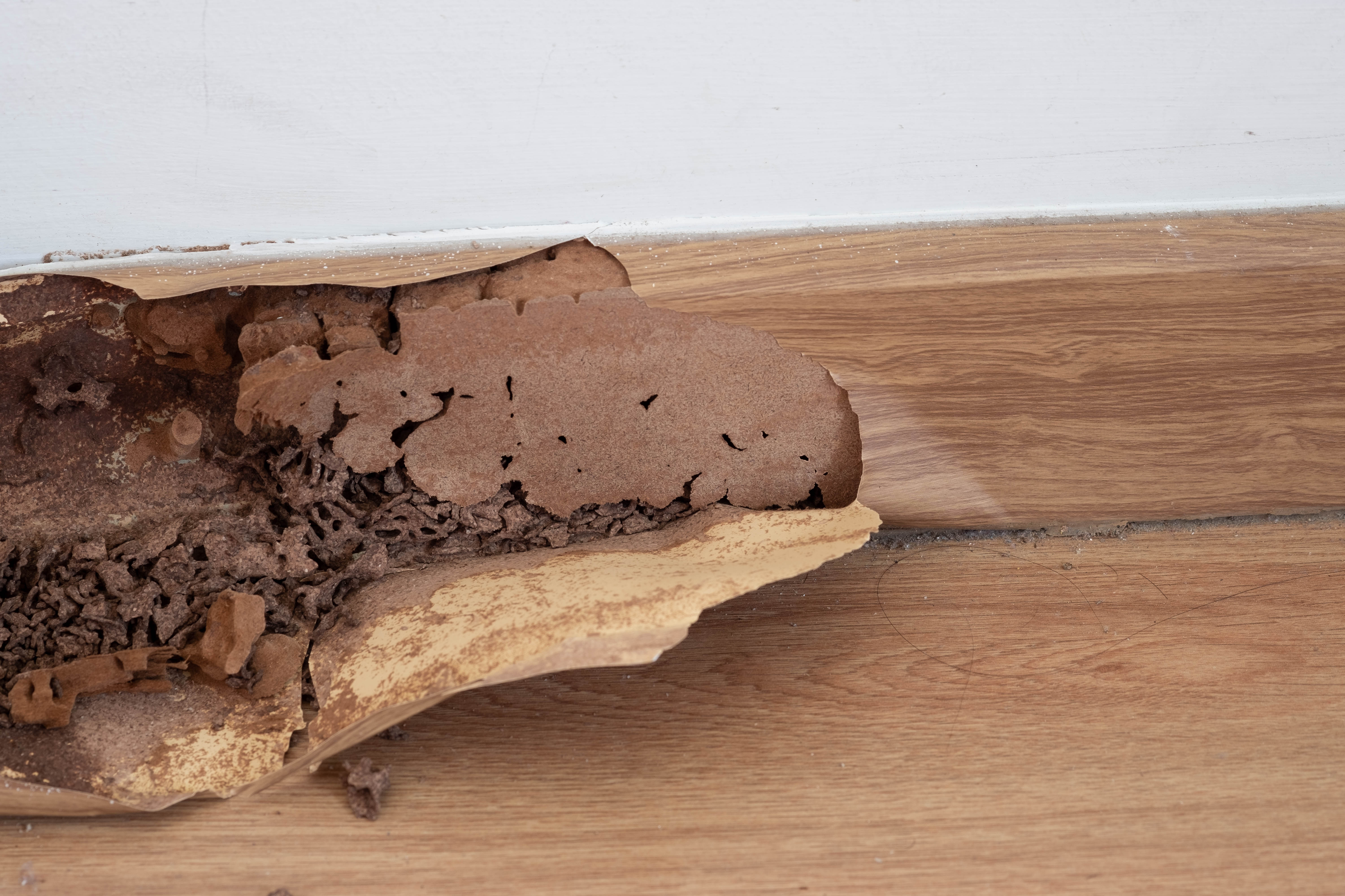 Peeling paint on a baseboard caused by termites