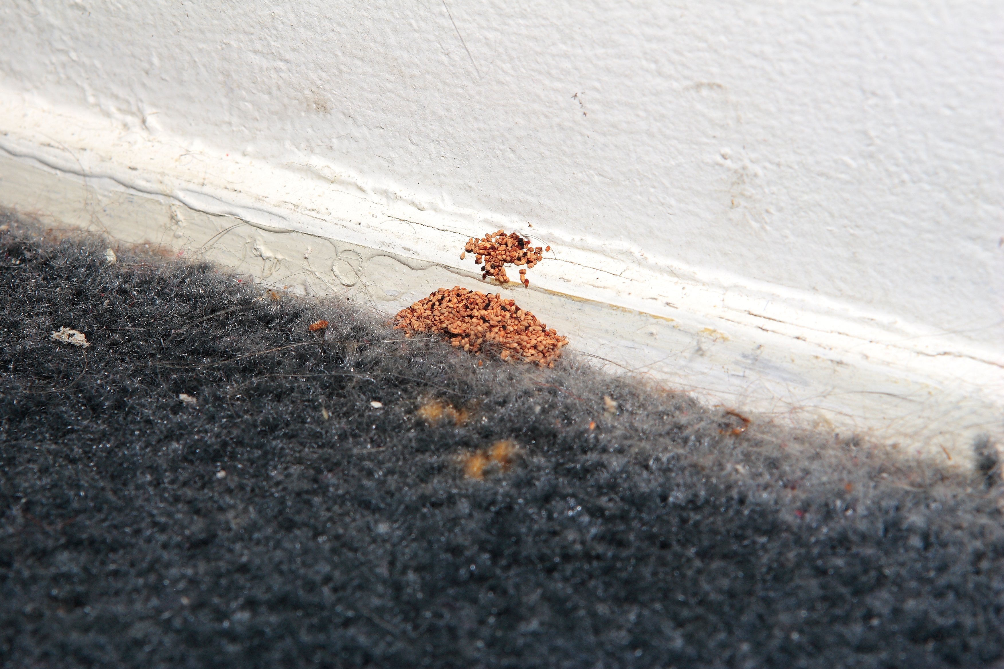 Pile of termite droppings next to a baseboard