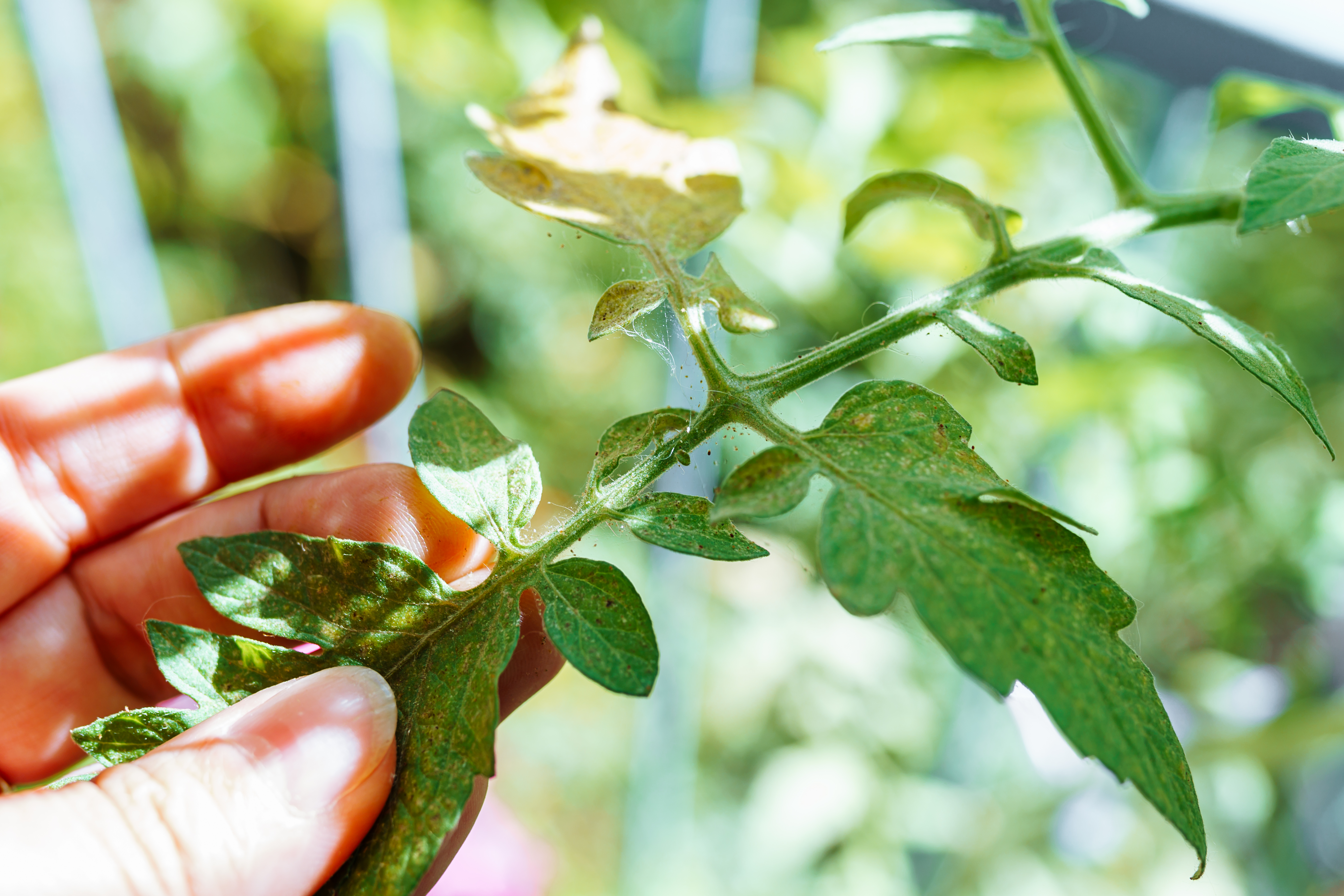 Spider mites on tomato leaves 