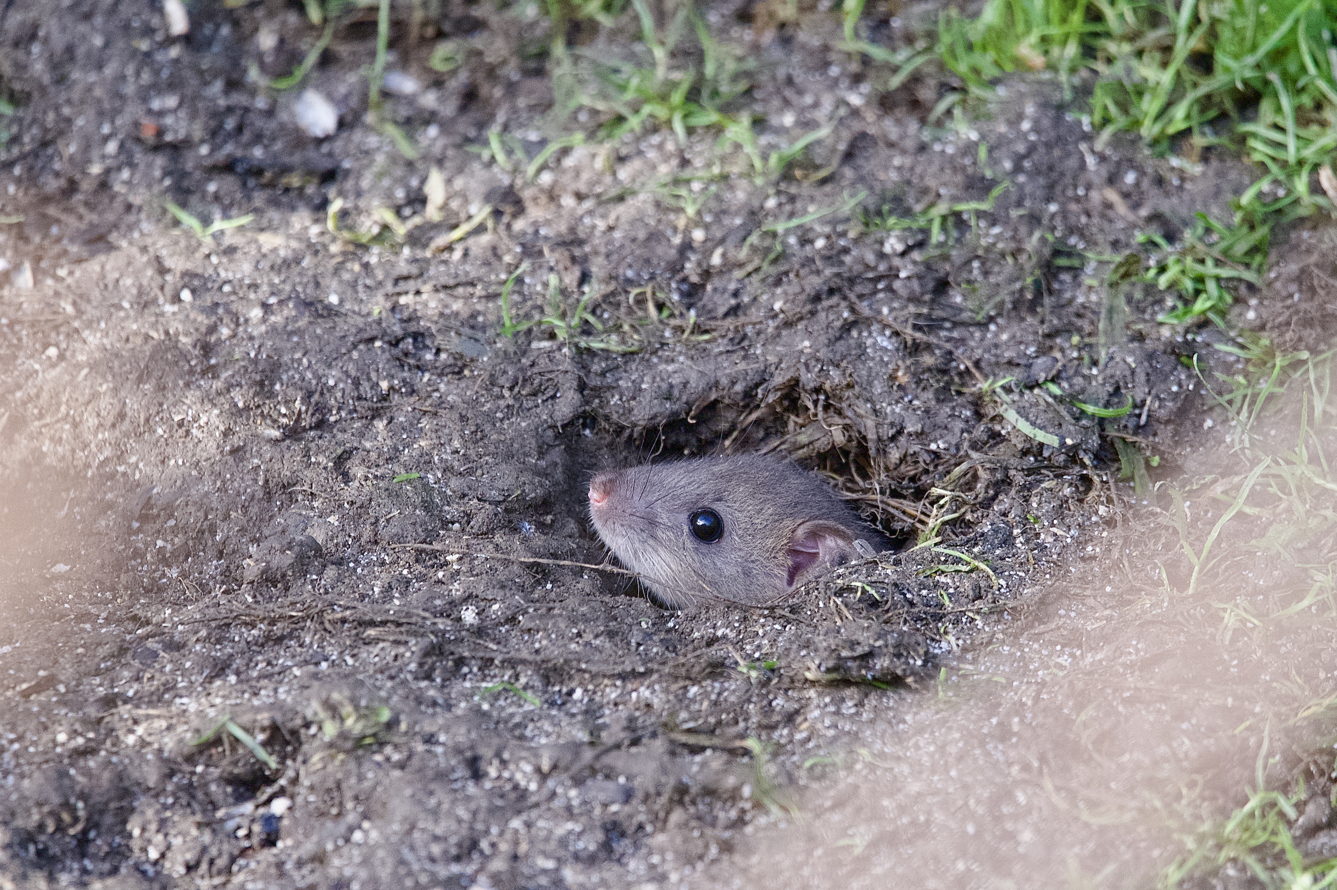 A rat popping out of a hole in the ground