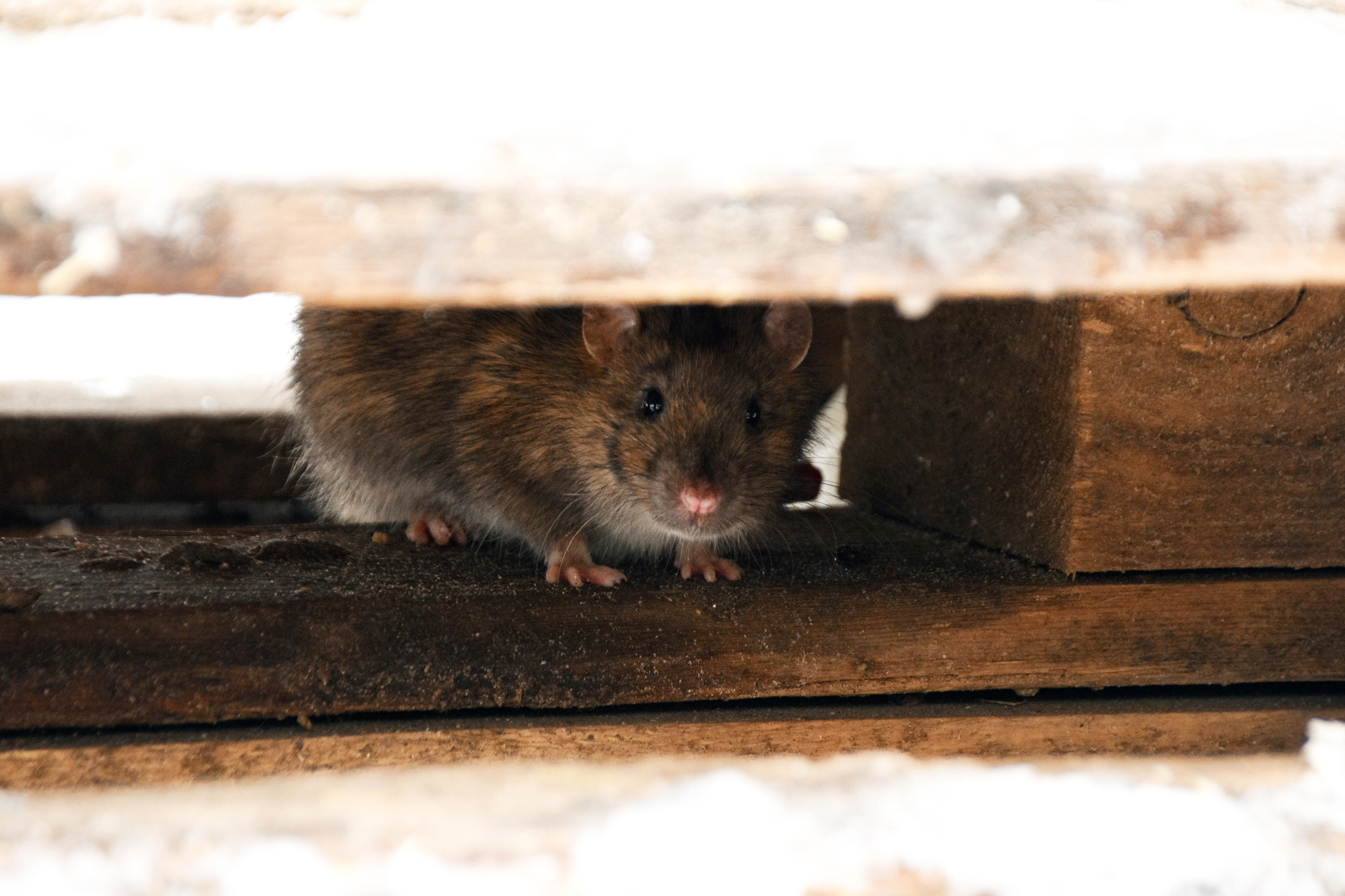A rat under cabinetry in the kitchen