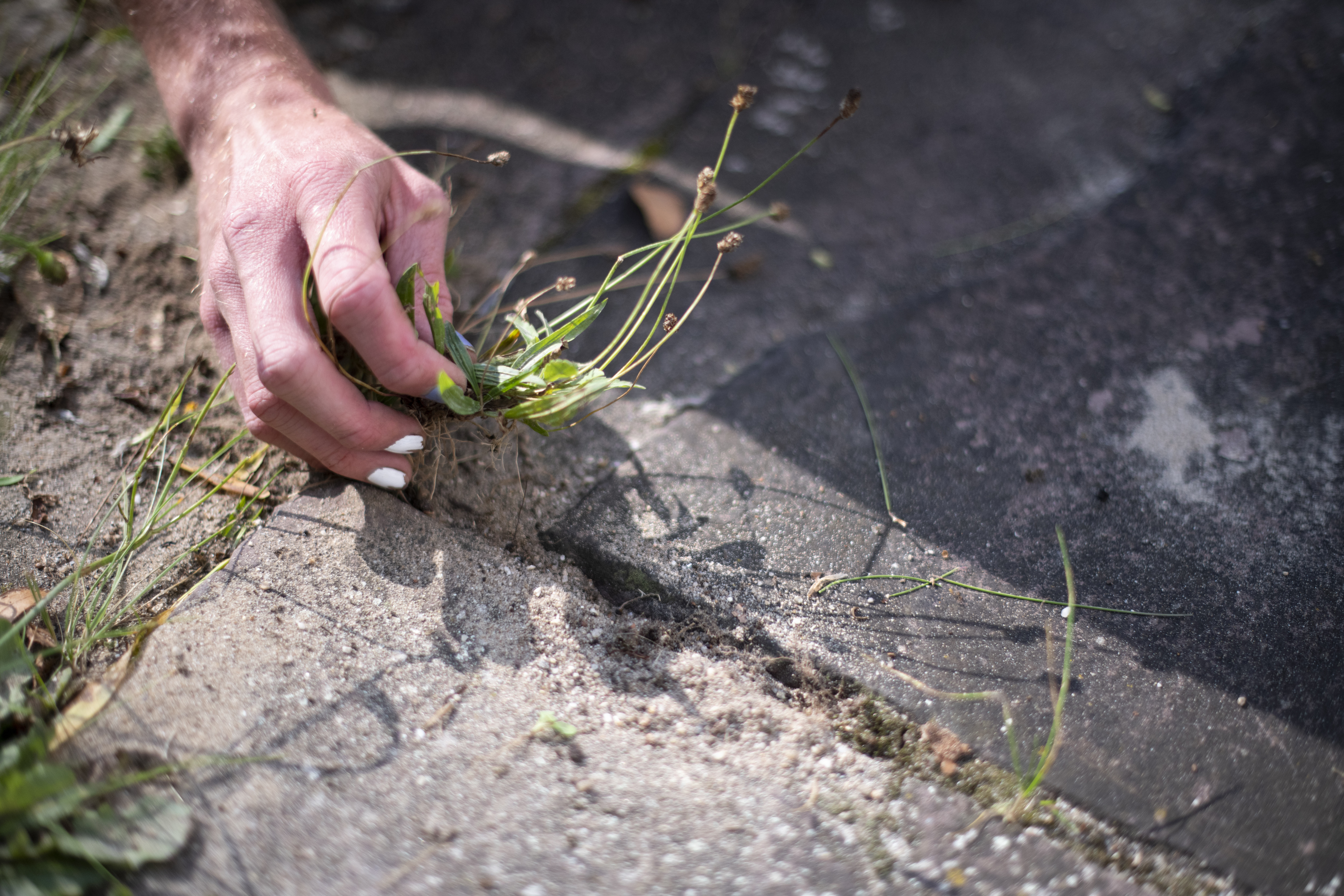 A woman pulling weeds from pavers