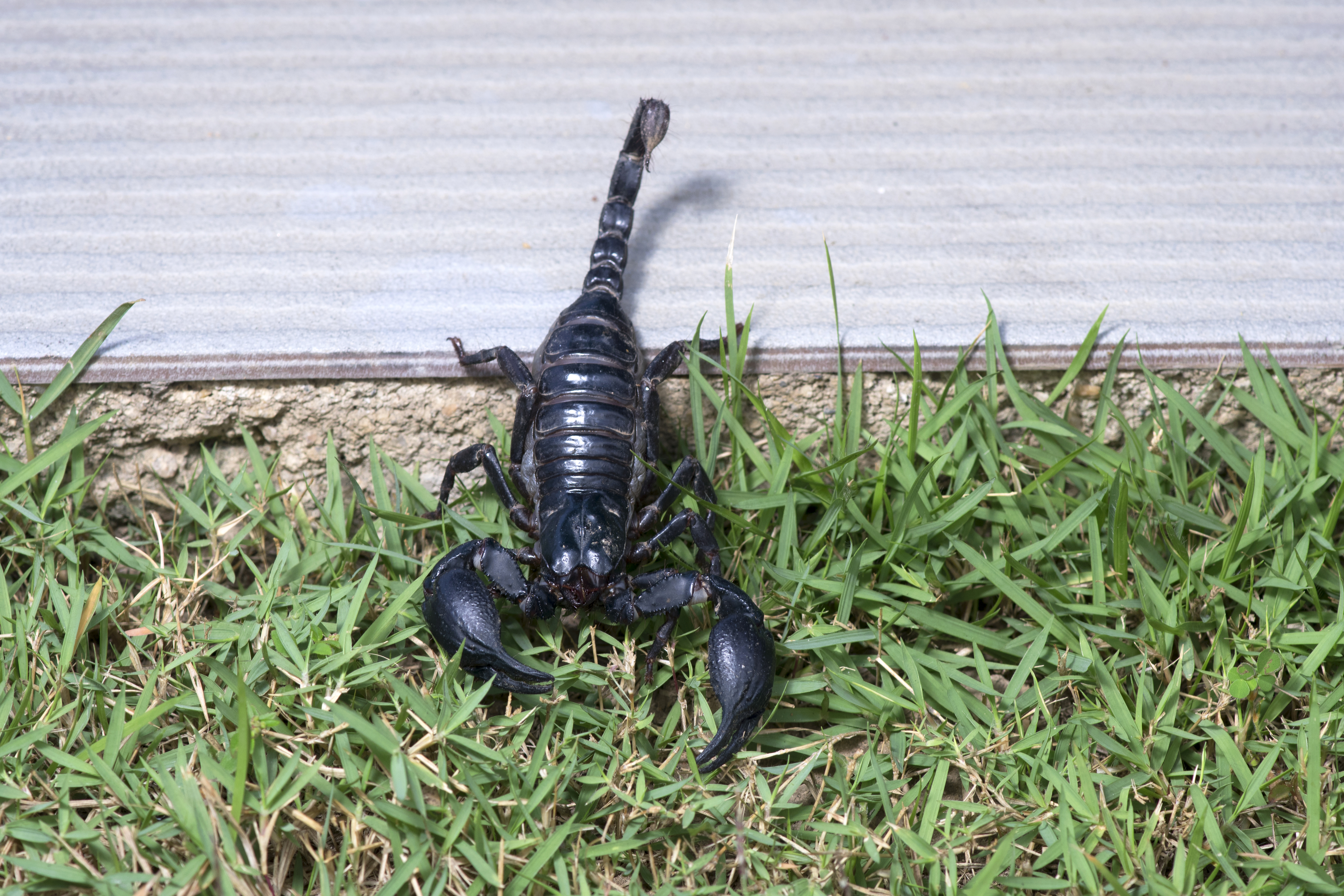 Close-up of a scorpion in a yard