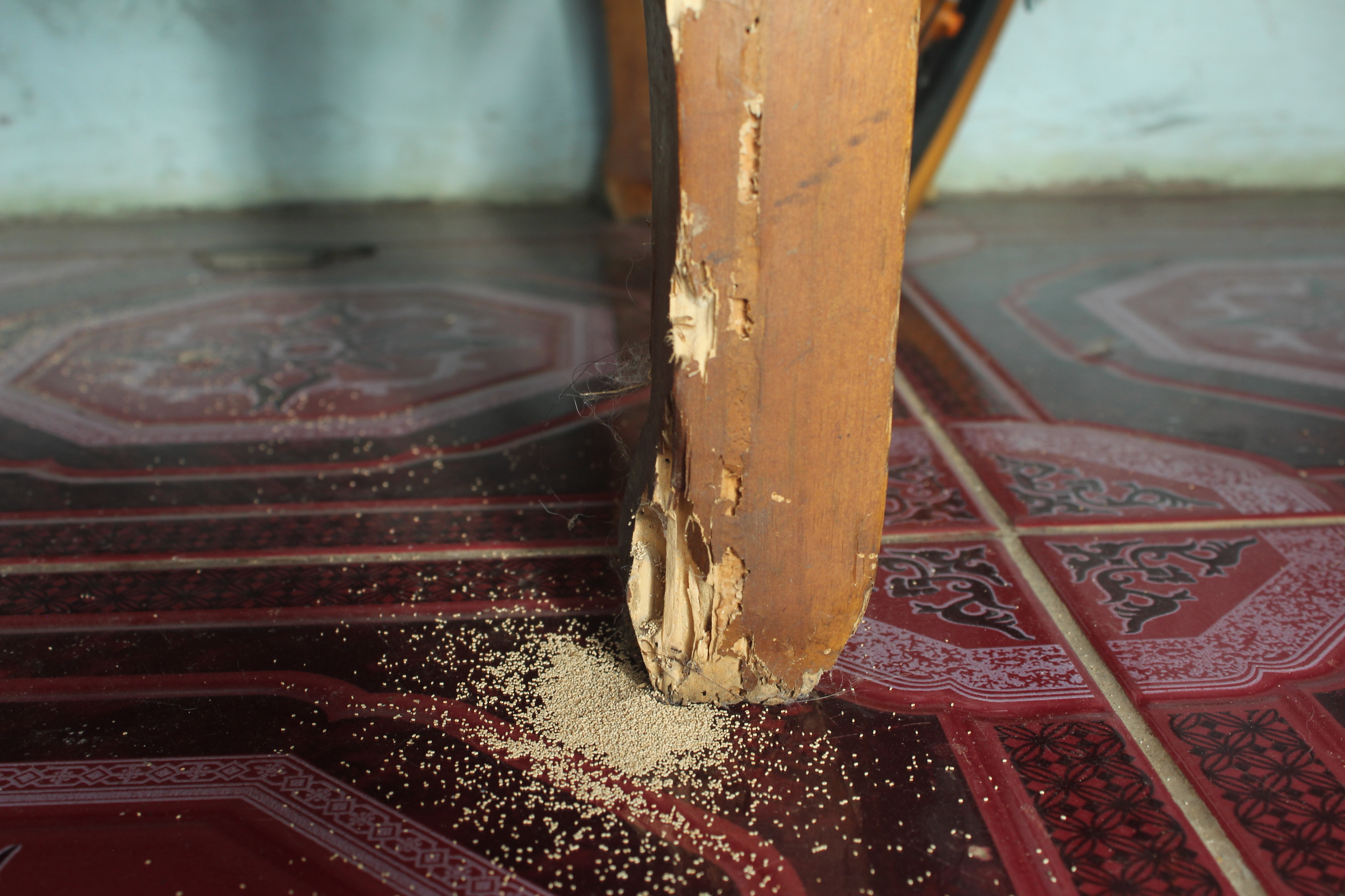 A table leg eaten by termites