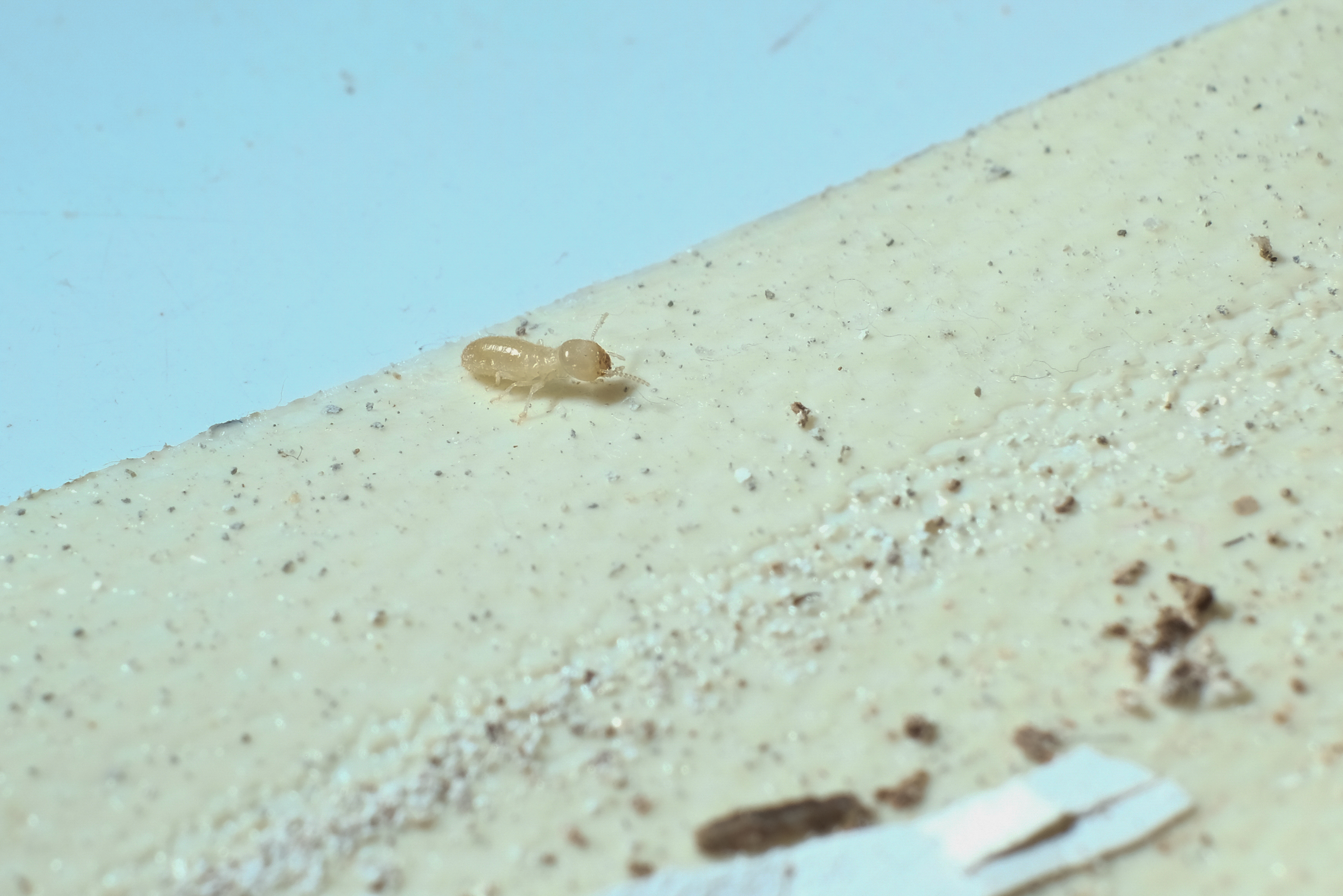 Termites on the ceiling of the house