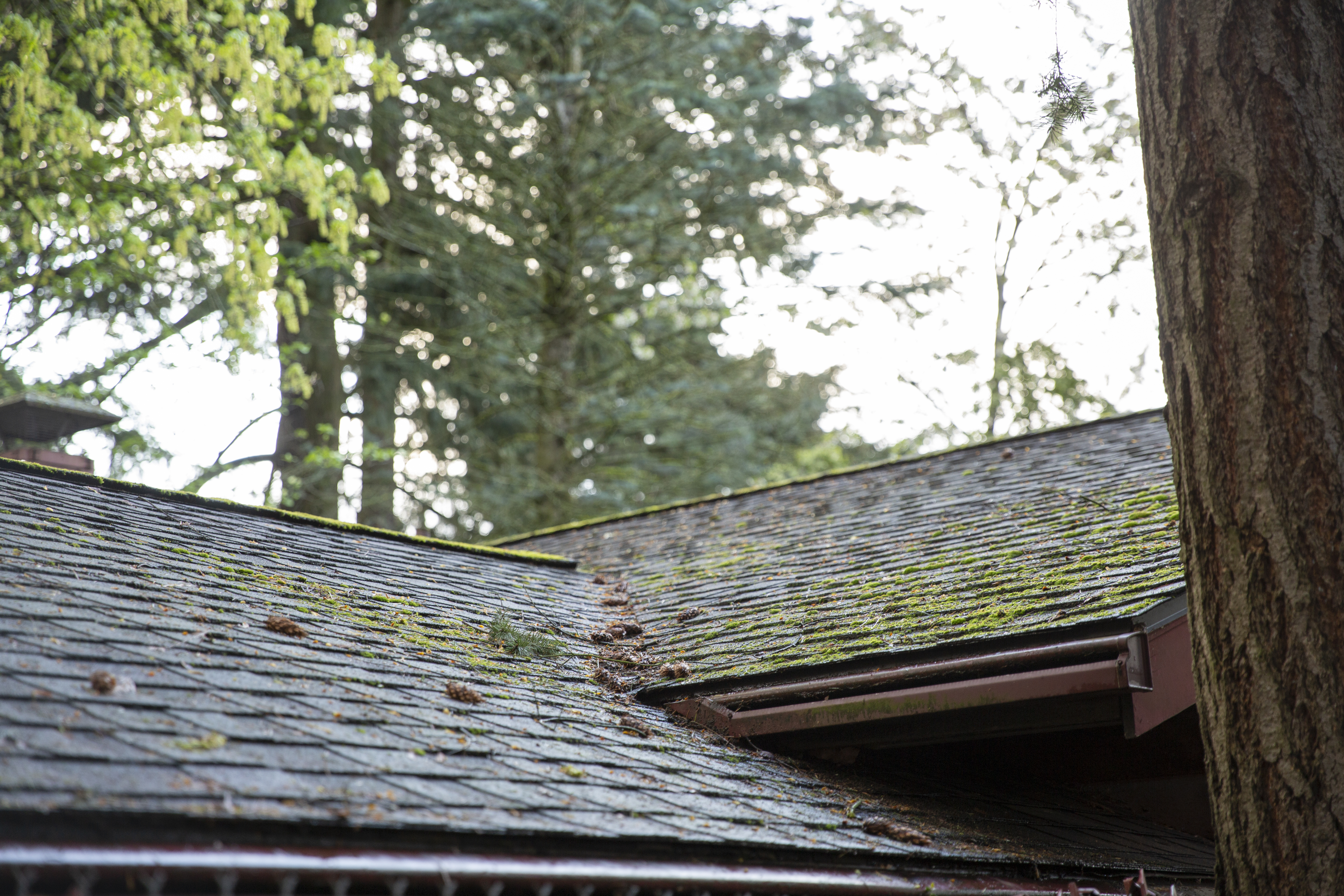 A roof lightly covered with moss 