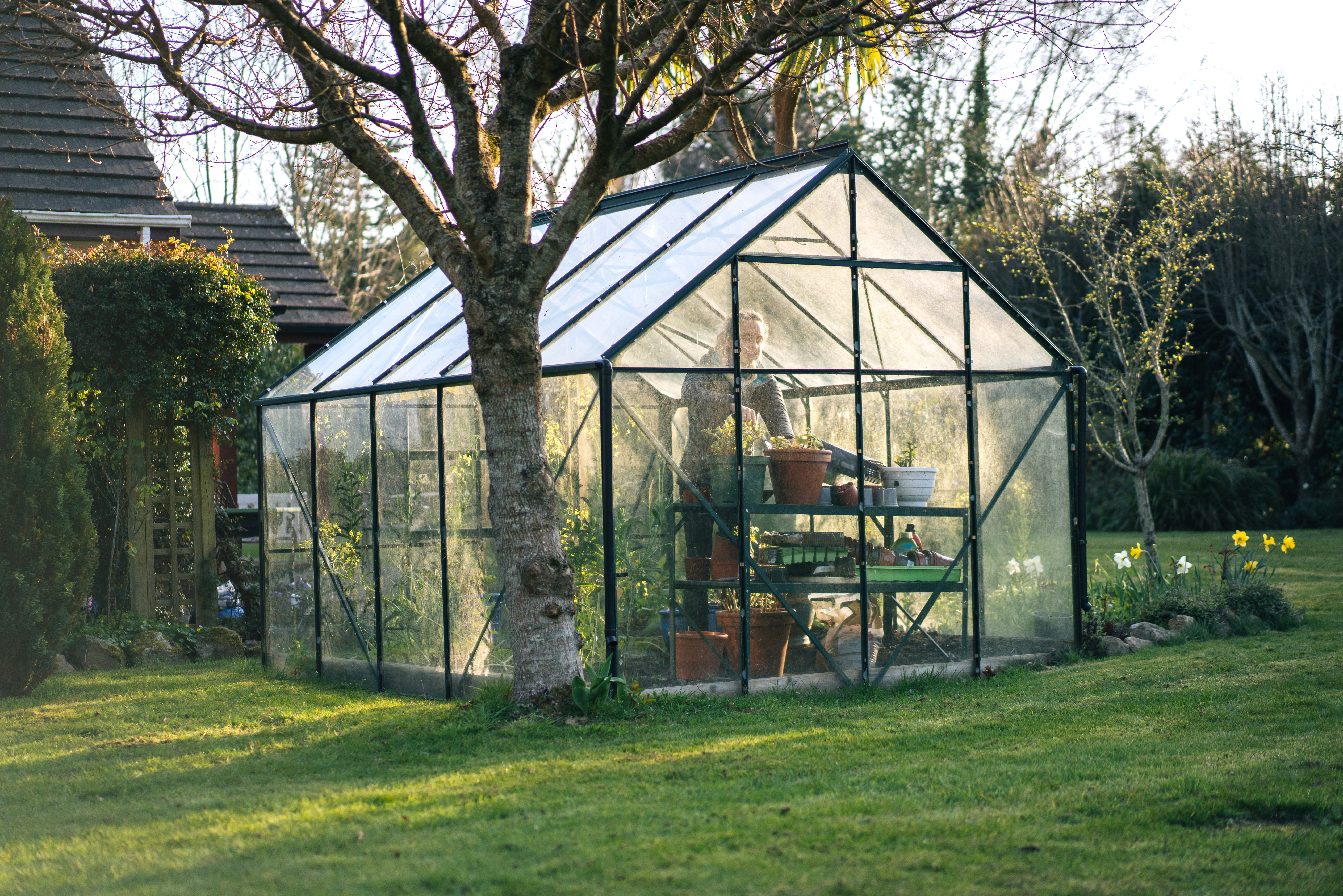Gardener growing plants in a glass greenhouse