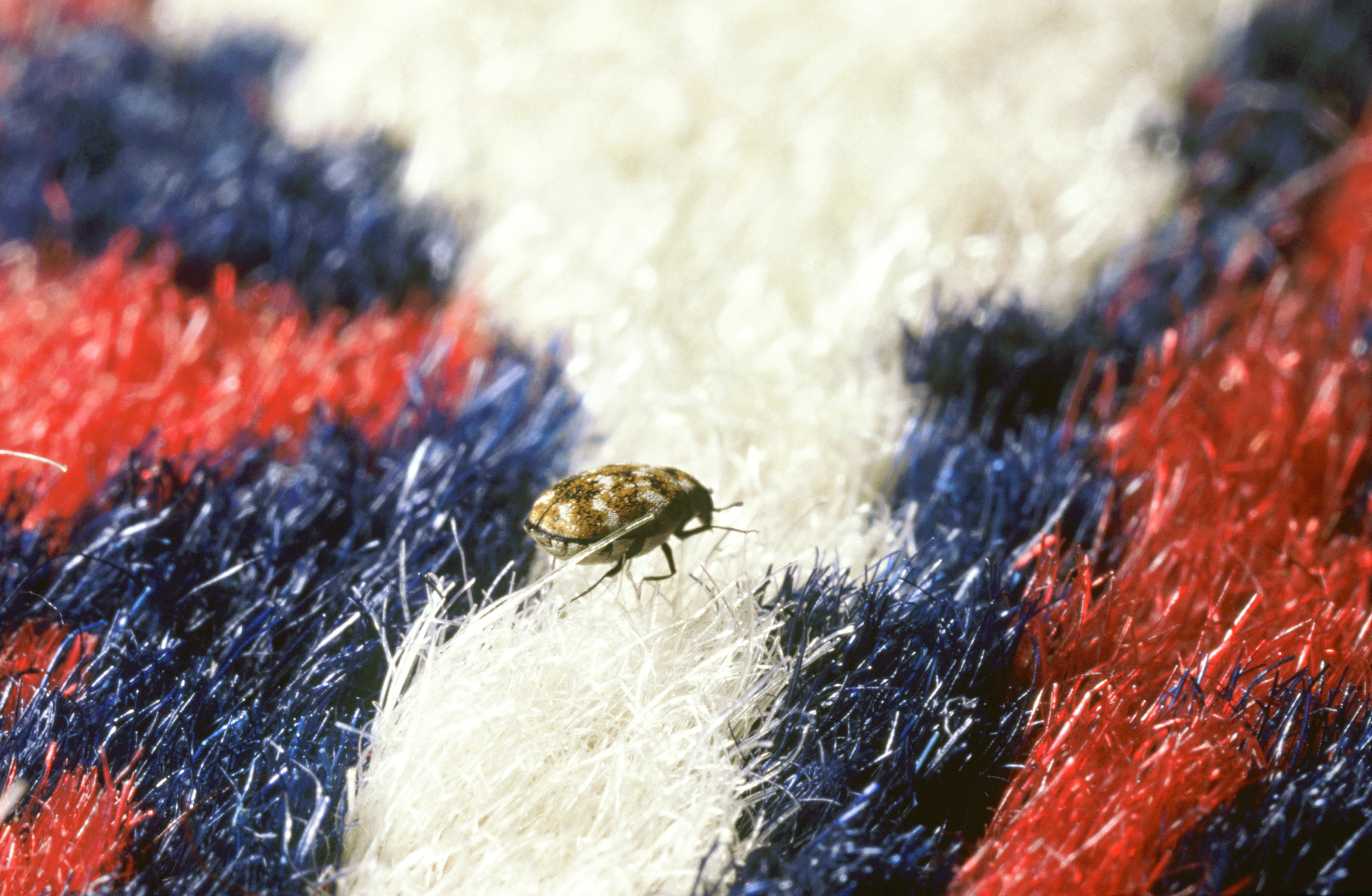 Carpet beetle on a red and blue carpet 