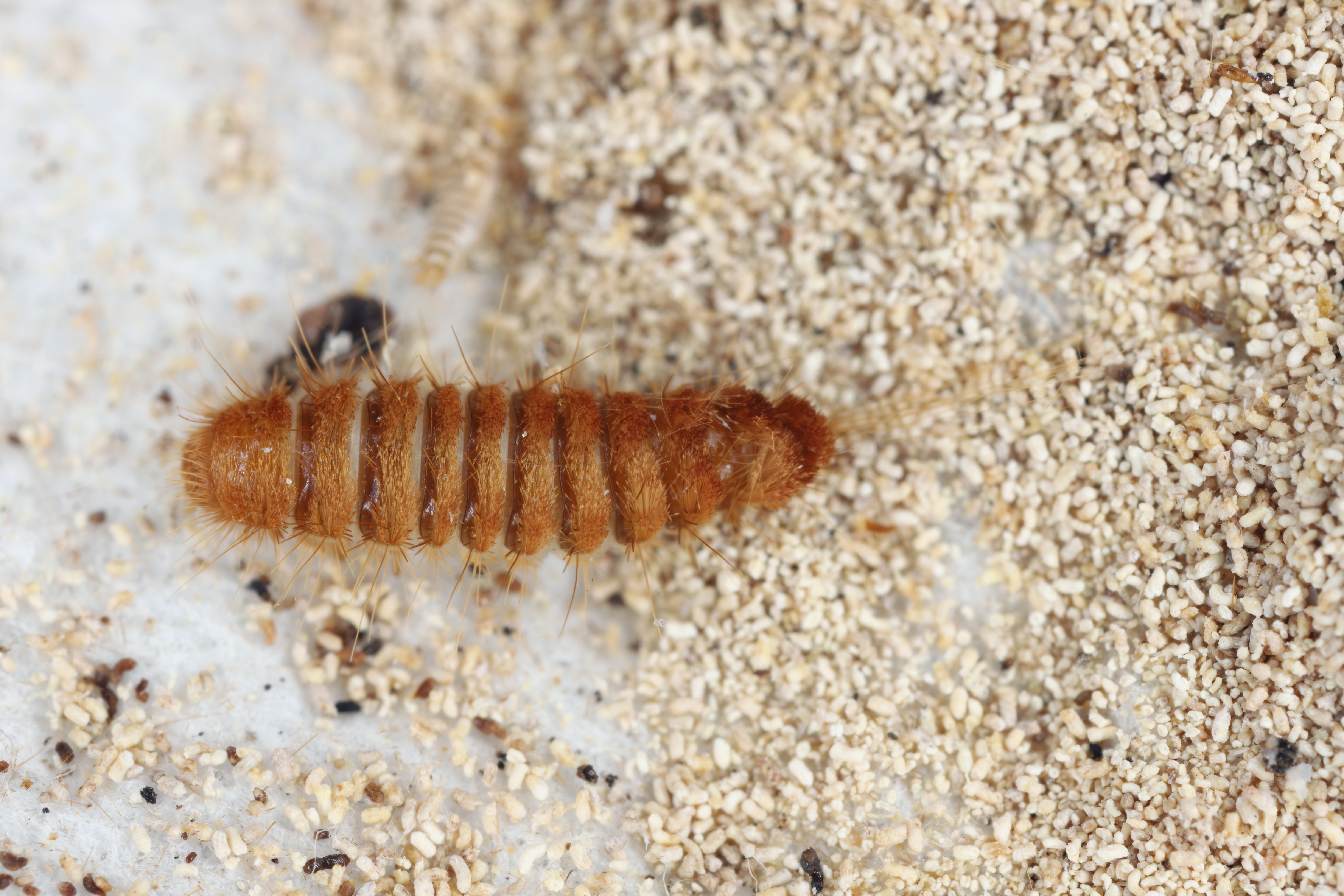 Close-up of a carpet beetle larva eating breadcrumbs